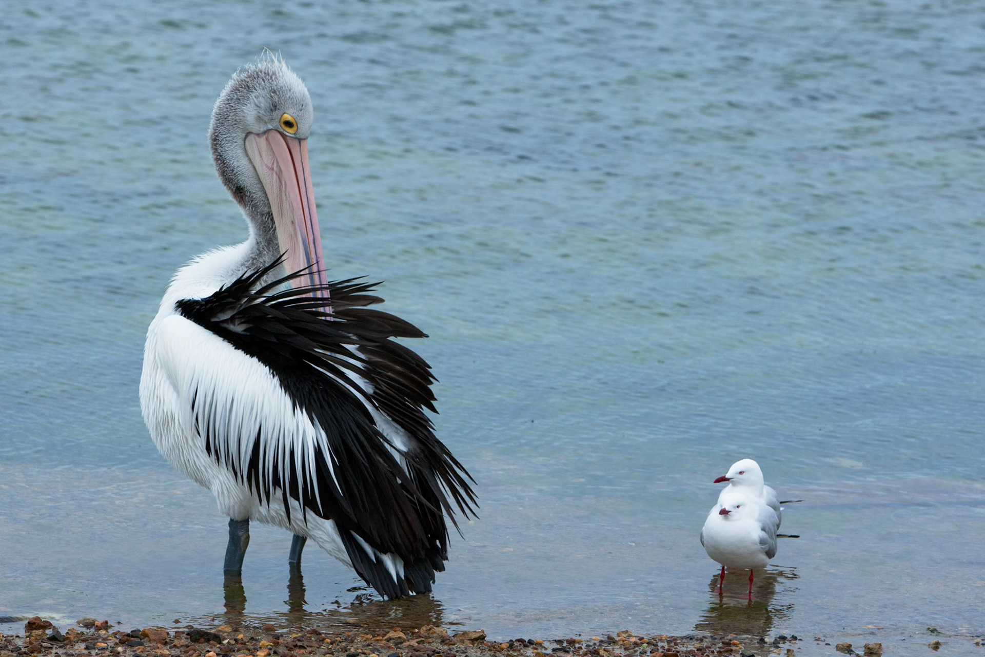 Austtralian pelican and silver gulls, American river, Kangaroo Island