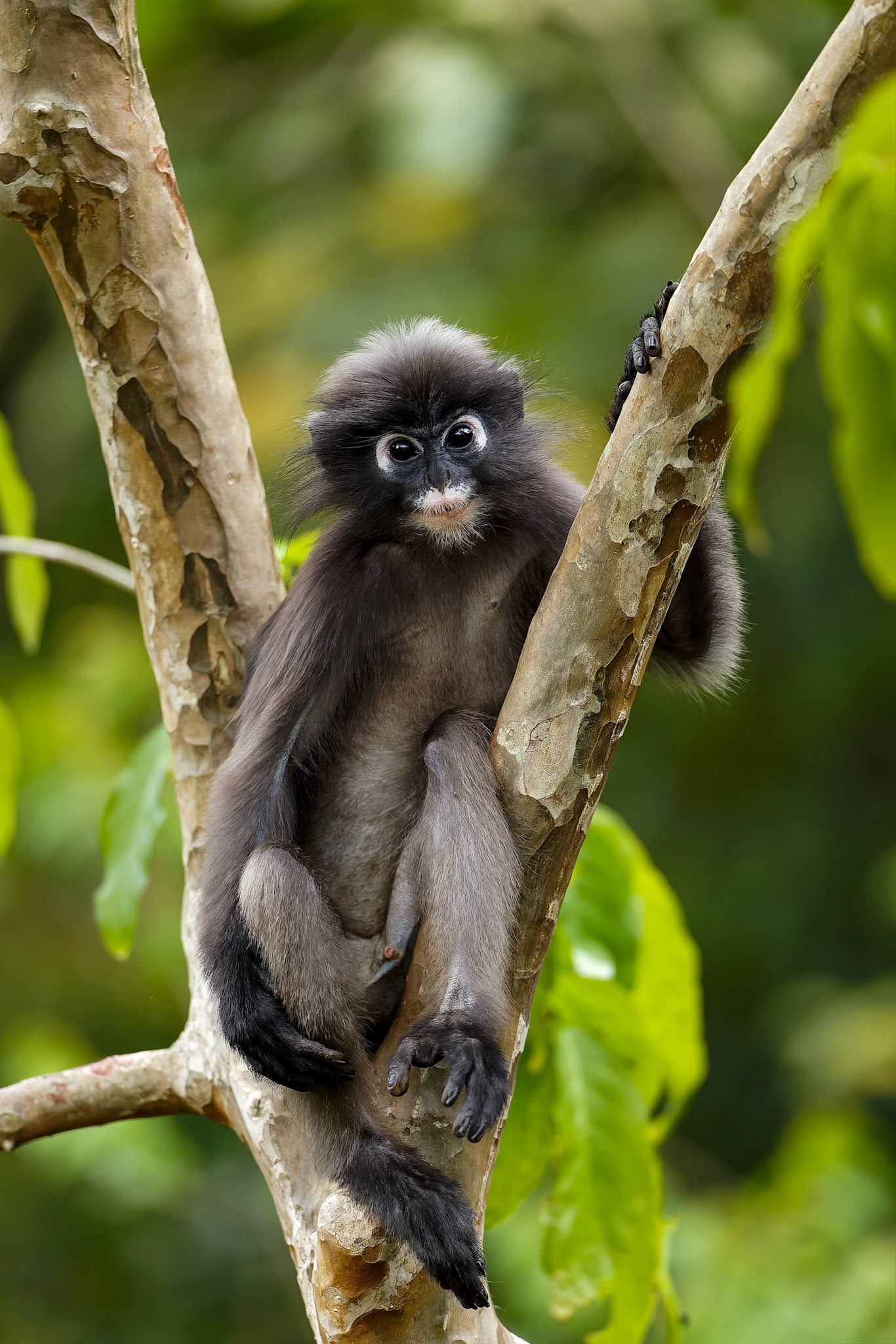 Dusky langur, Khaeng Krackan National Park, Thailand