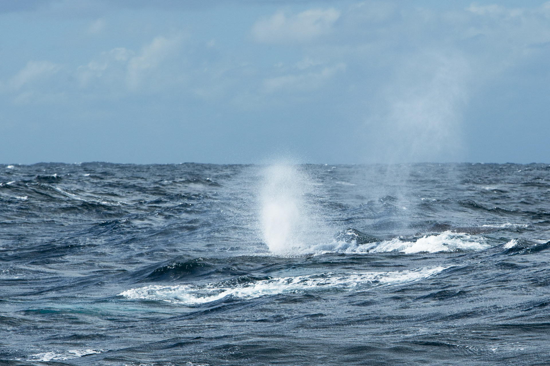 Blowing humpback whales, Sydney