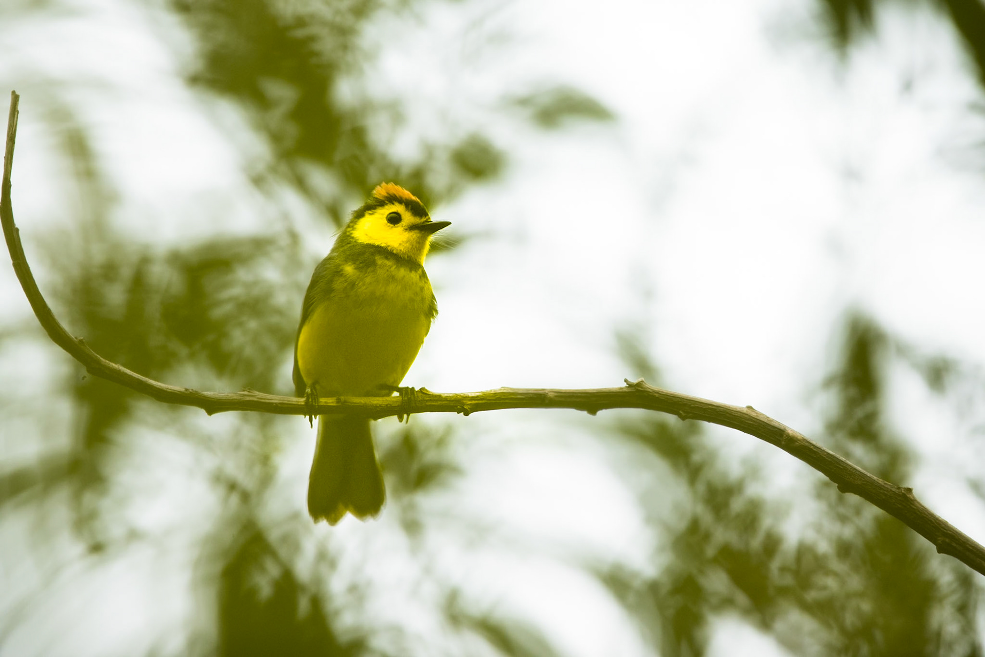 Collared redstart, Paraiso de Quetzal, Costa Rica