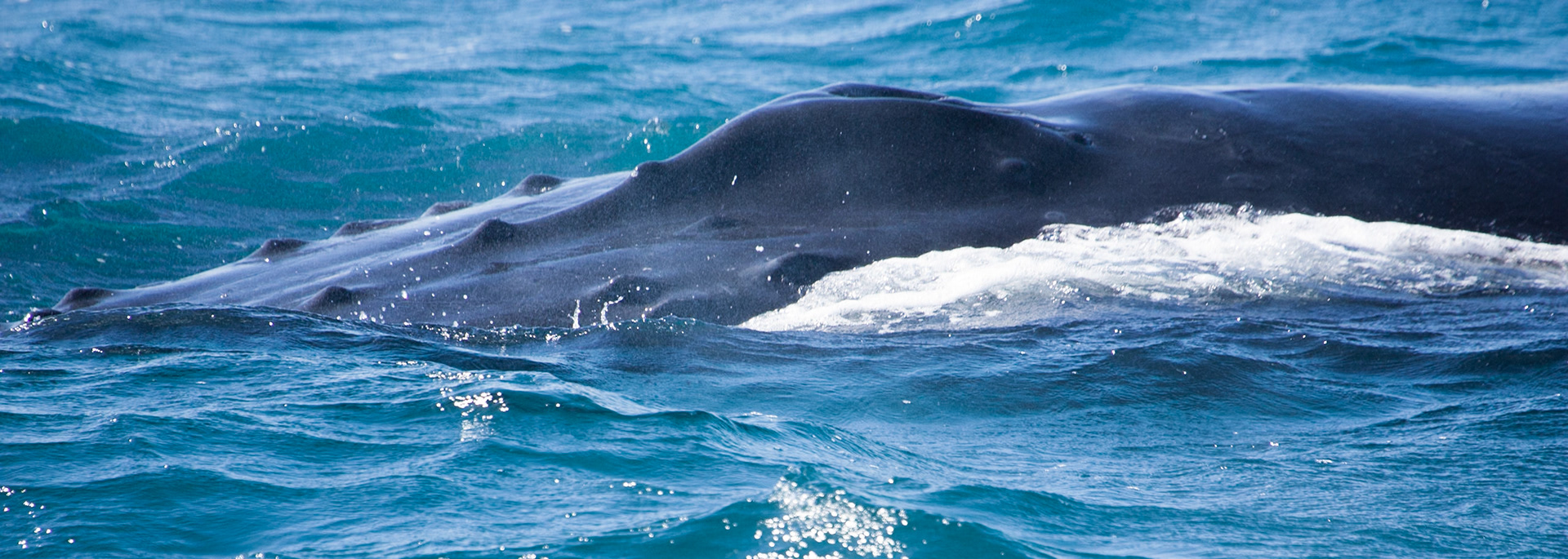 Humpback whale nodules and spout, Hervey Bay near Fraser Island, Queensland