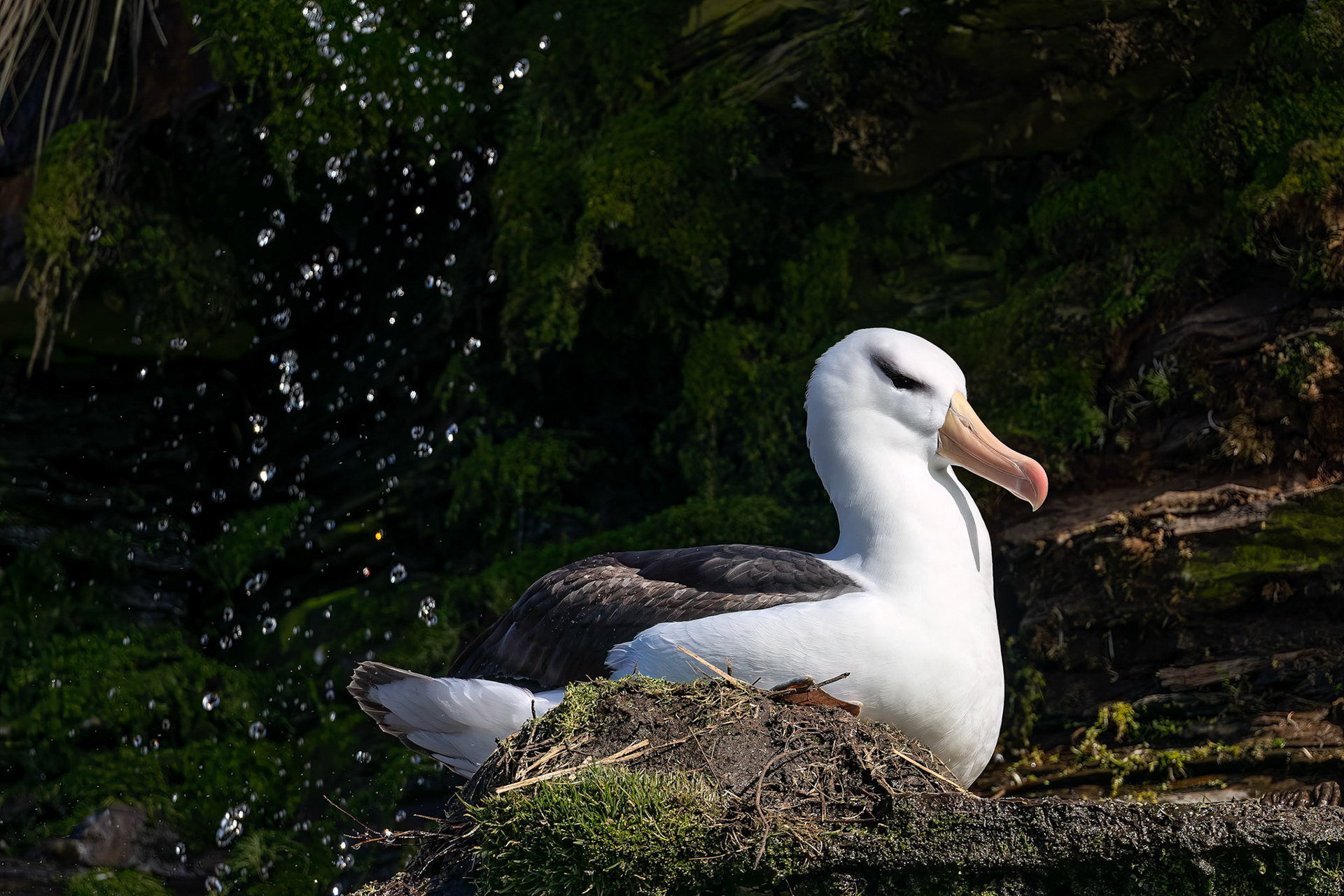 Black-browed albatross, The Settlement, Saunders Island, Falkland Islands
