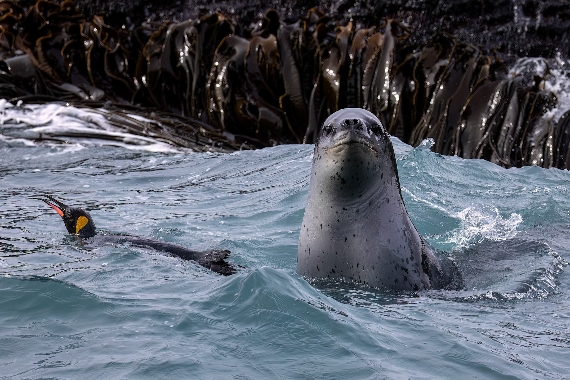Leopard seal and king penguin prey, St Andrew's Bay, South Georgia
