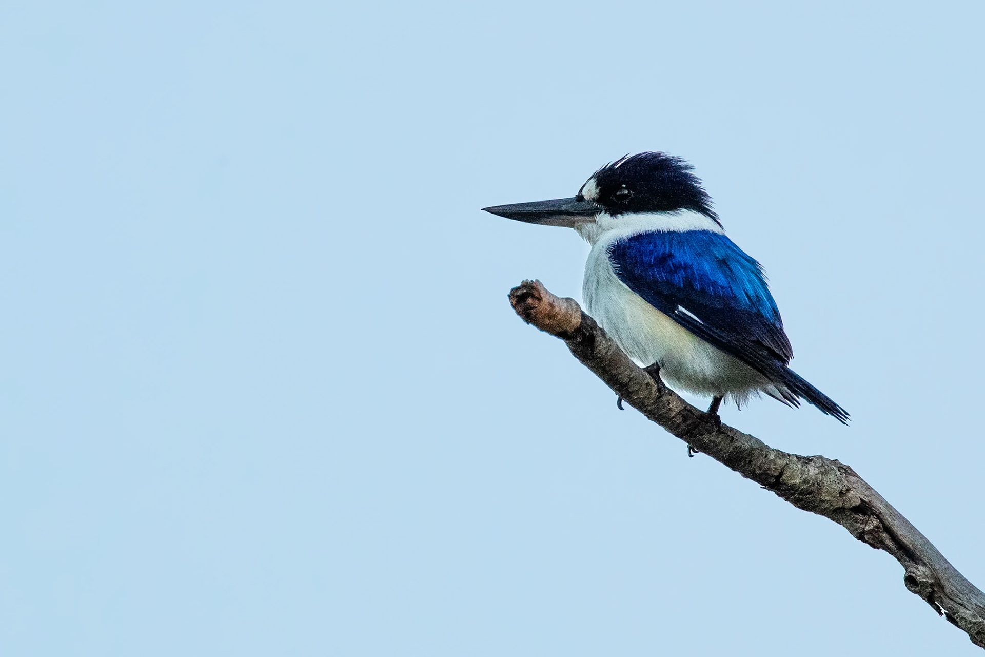 Forest kingfisher, Marlow lagoon, Darwin, Australia