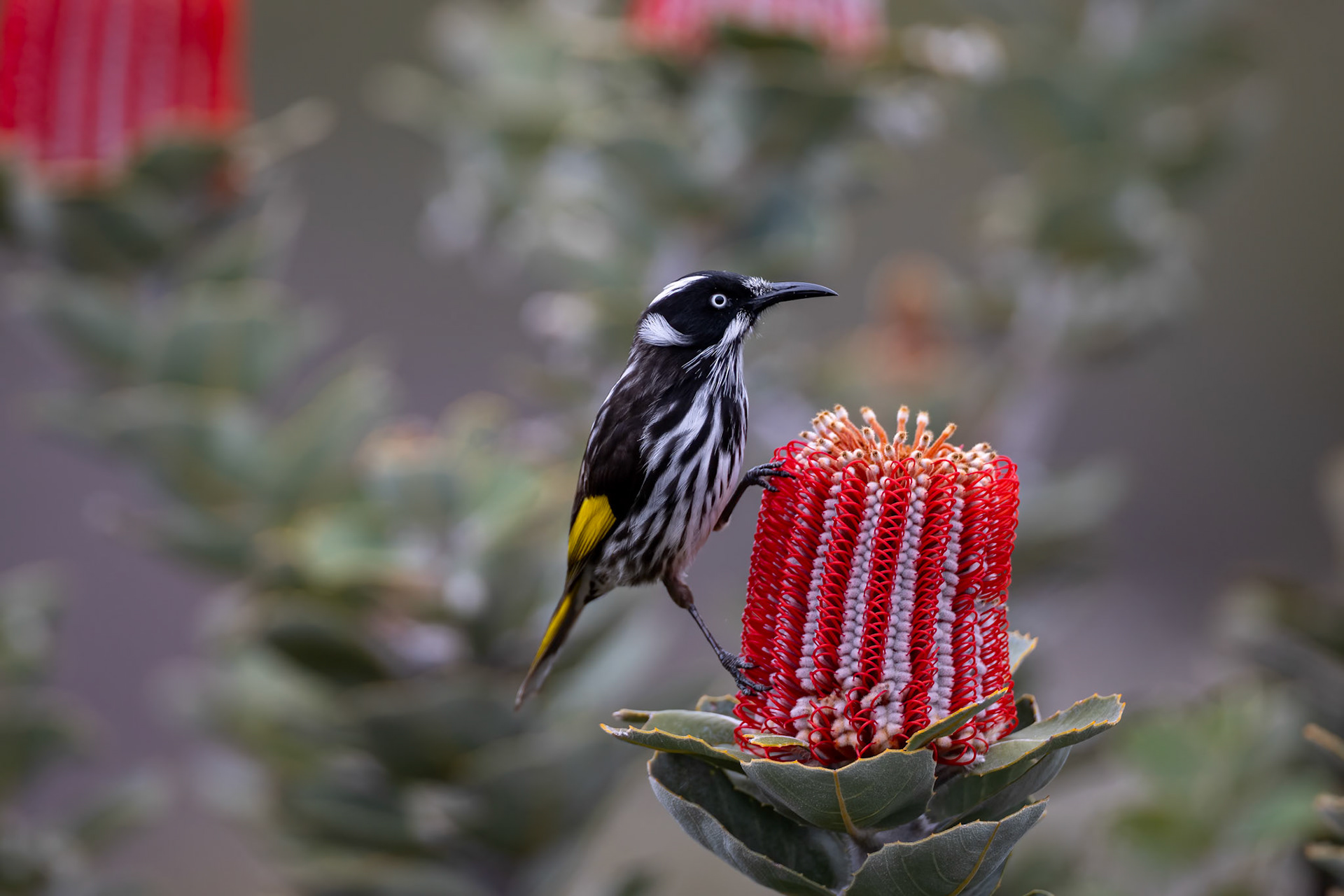 New Holland honey eater, Cheynes Beach, West Australia