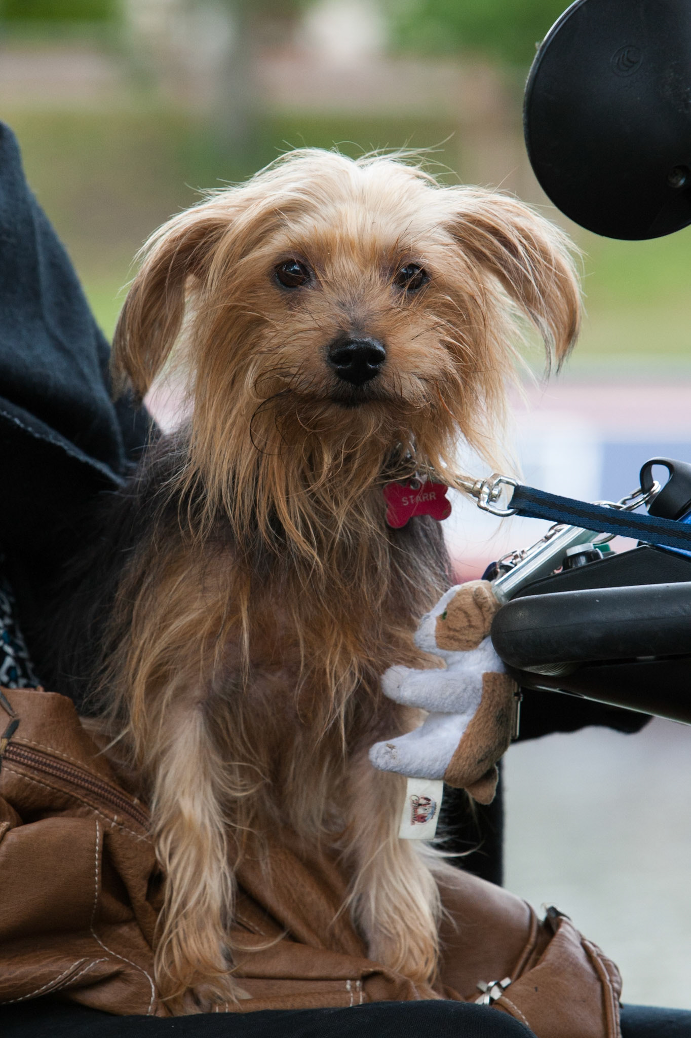Dog and owner along the Cam, Cambridge