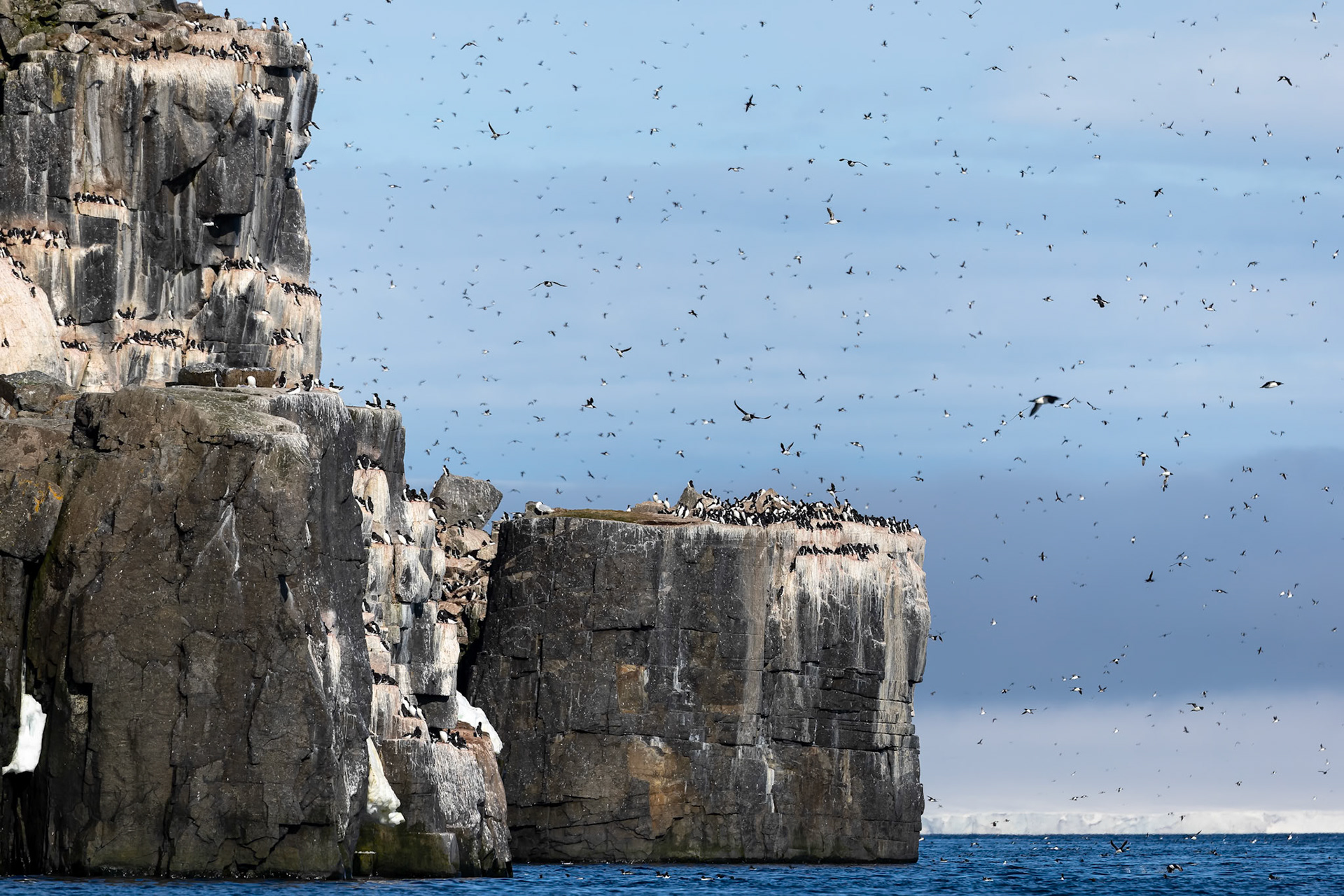 Brünnich's guillemot, Alkefjettet, Svalbard, Norway
