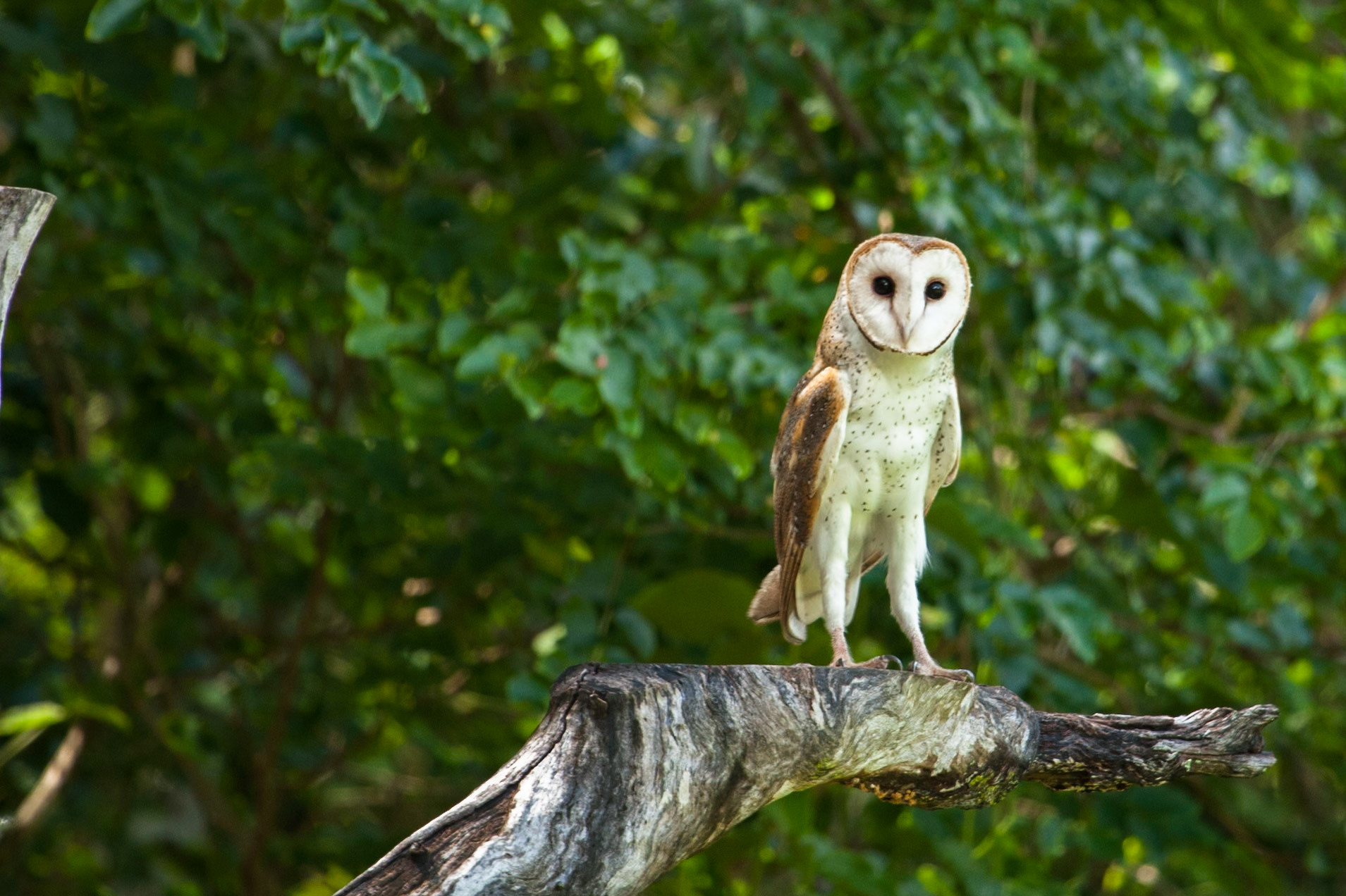 Barn owl, Territory Wildlife Park, Darwin, Northern Territory