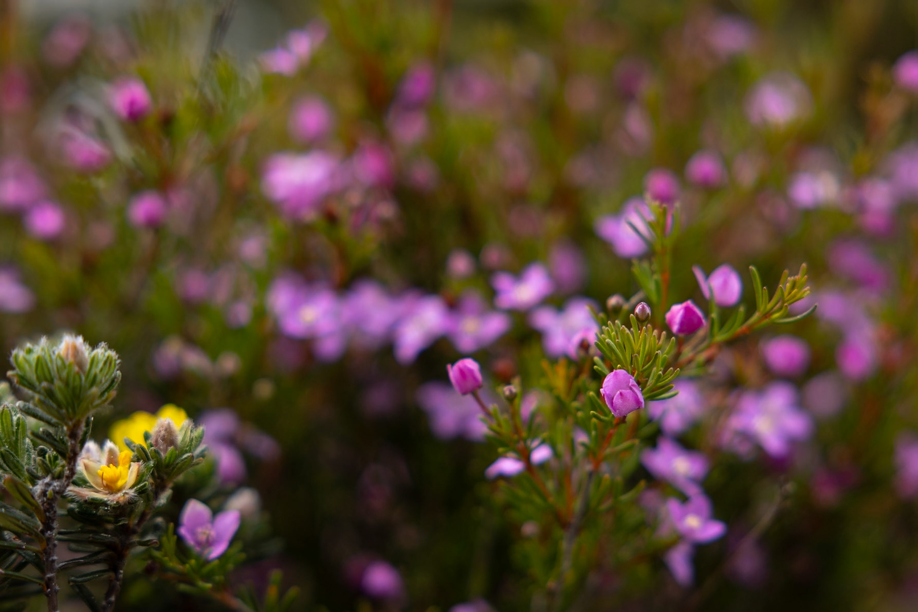 Kangaroo Island, South Australia