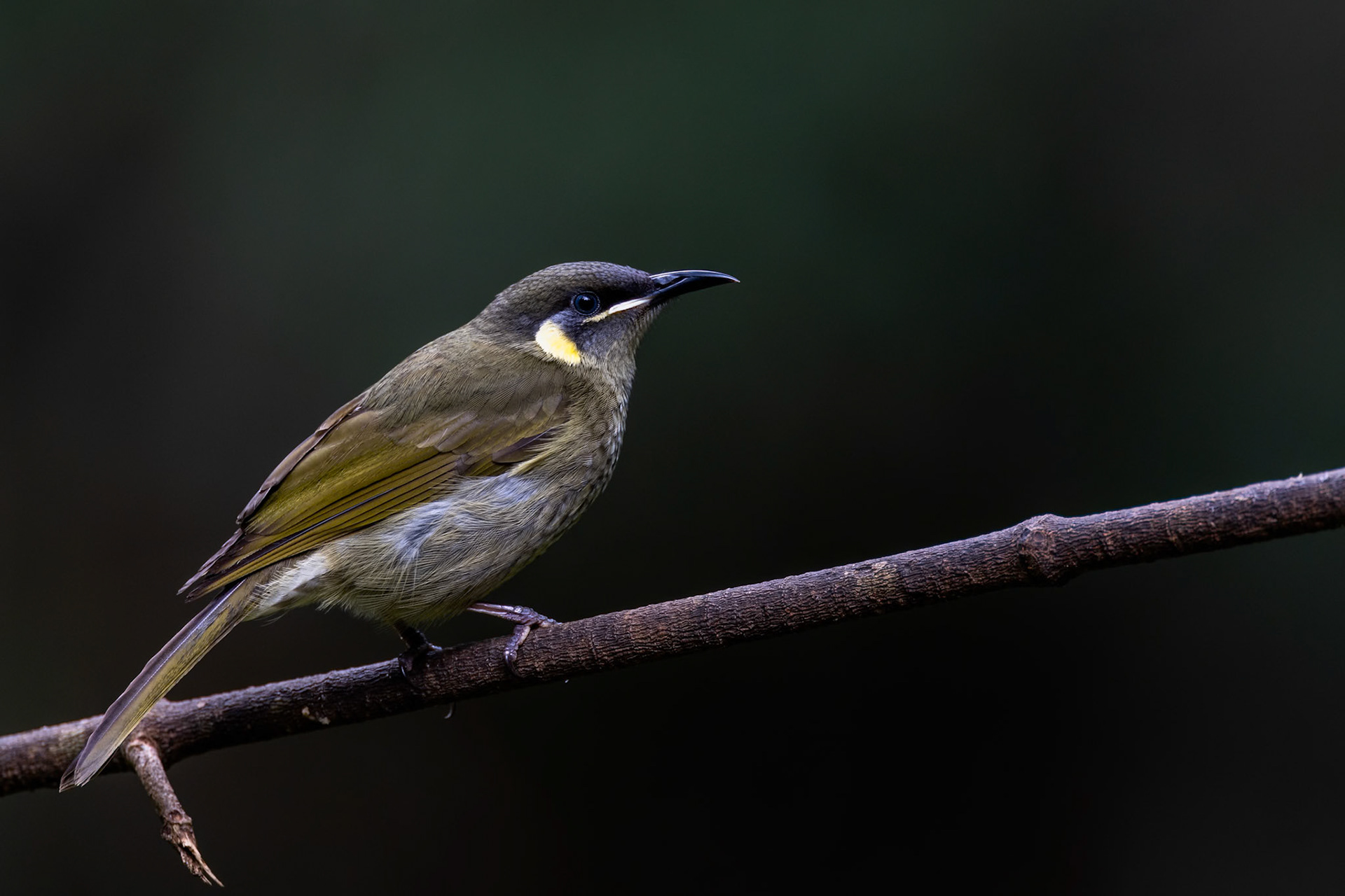 Lewin's honeyeater, Lake Eacham, Atherton Tablelands, Queensland