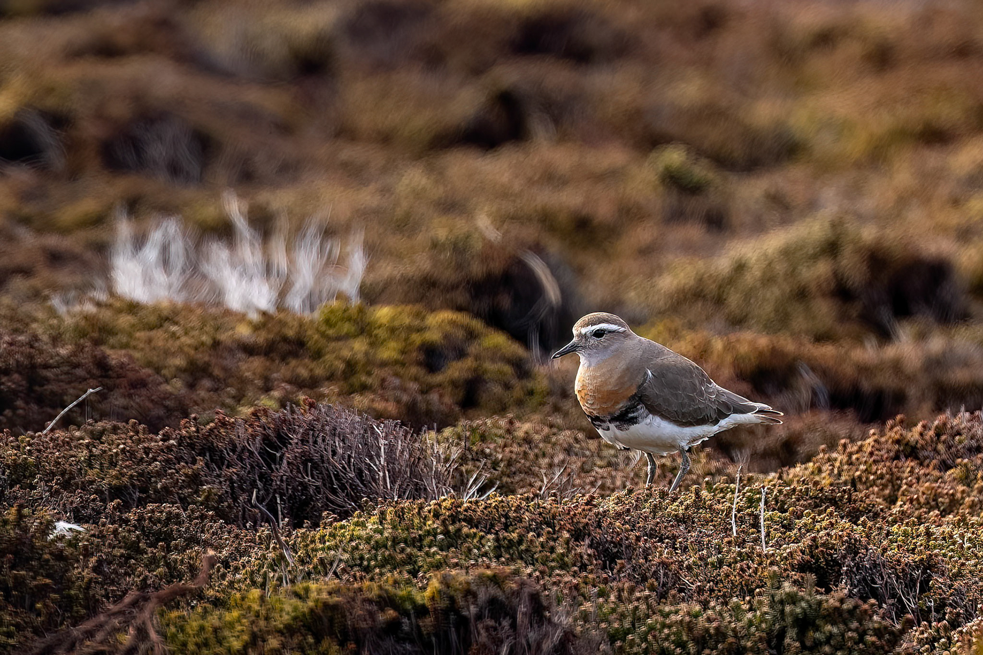 Rufous-chested dotterel, Bleaker Island, Falkland Islands