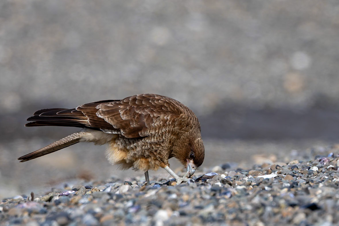 Chimango caracara, Punta Arenas, Patagonia, Chilé