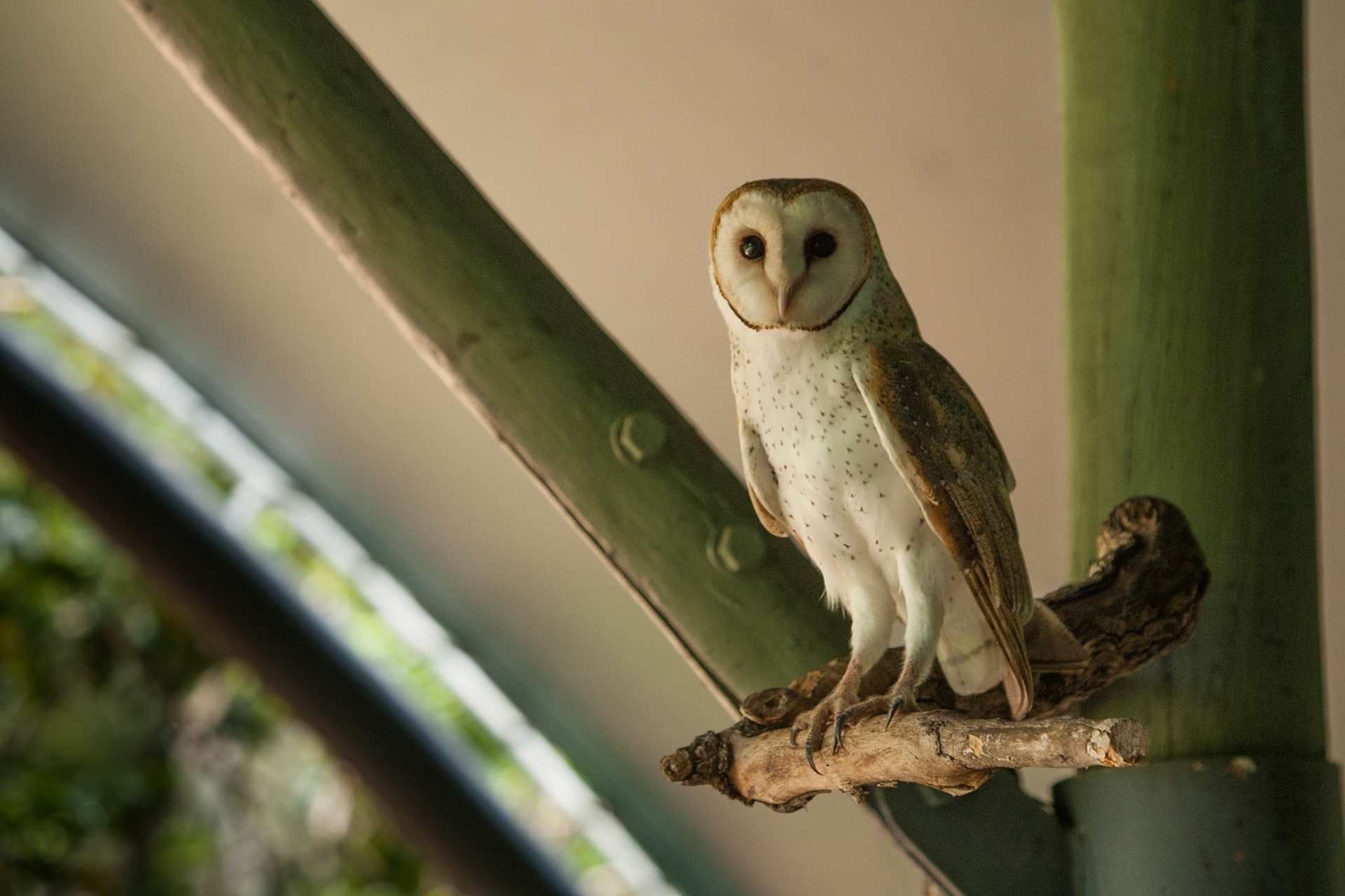 Barn owl, Territory Wildlife Park, Darwin, Northern Territory