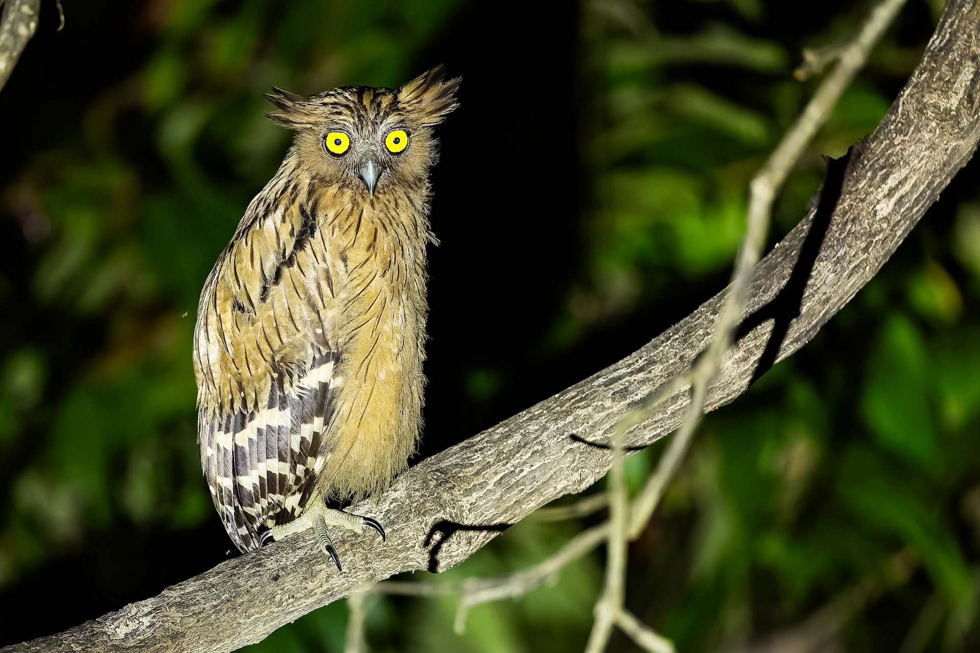 Buffy fish-owl, Sukau, Borneo