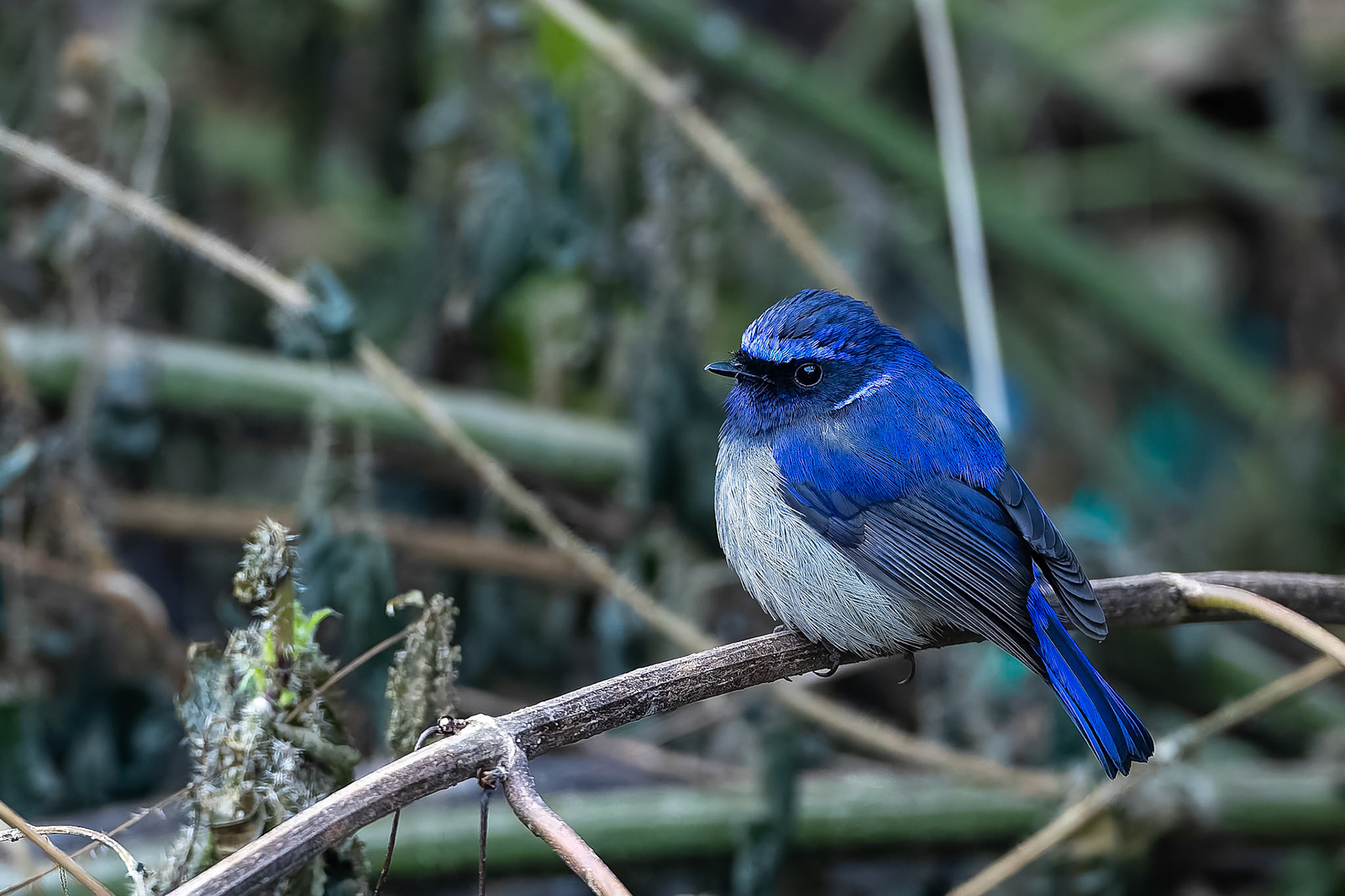 Small niltava, Corbett Tiger Reserve, India