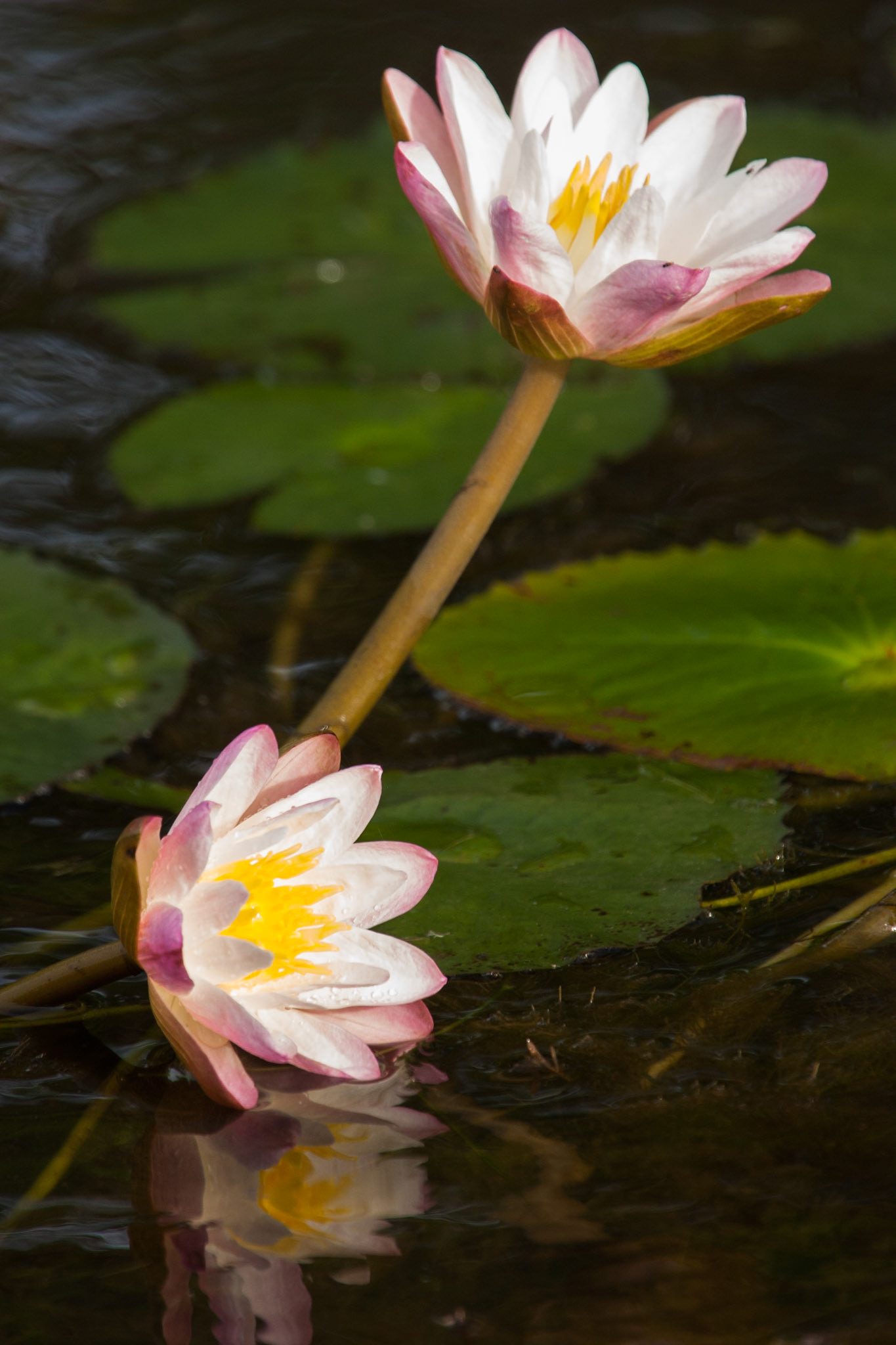 Lilly flowers, Cooinda, Kakadu, Northern Territory