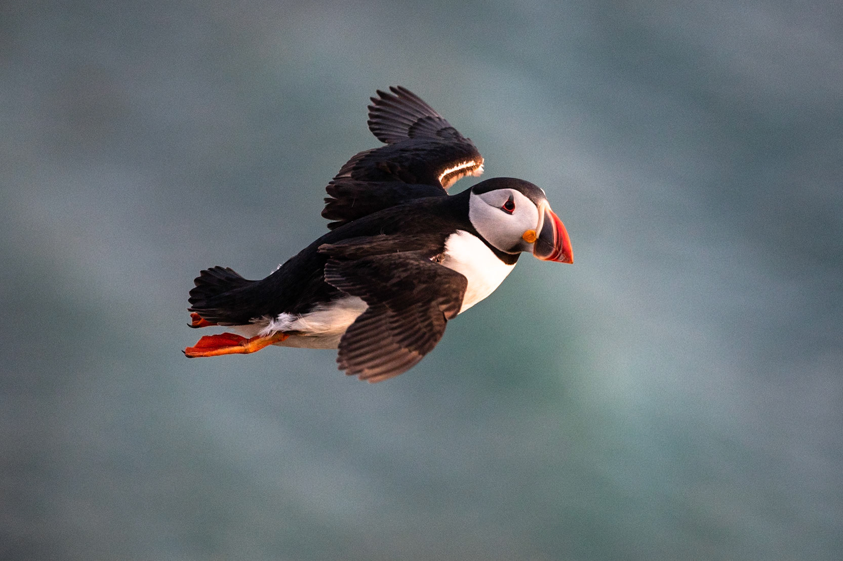 Atlantic puffin, Grímsey Island, Iceland