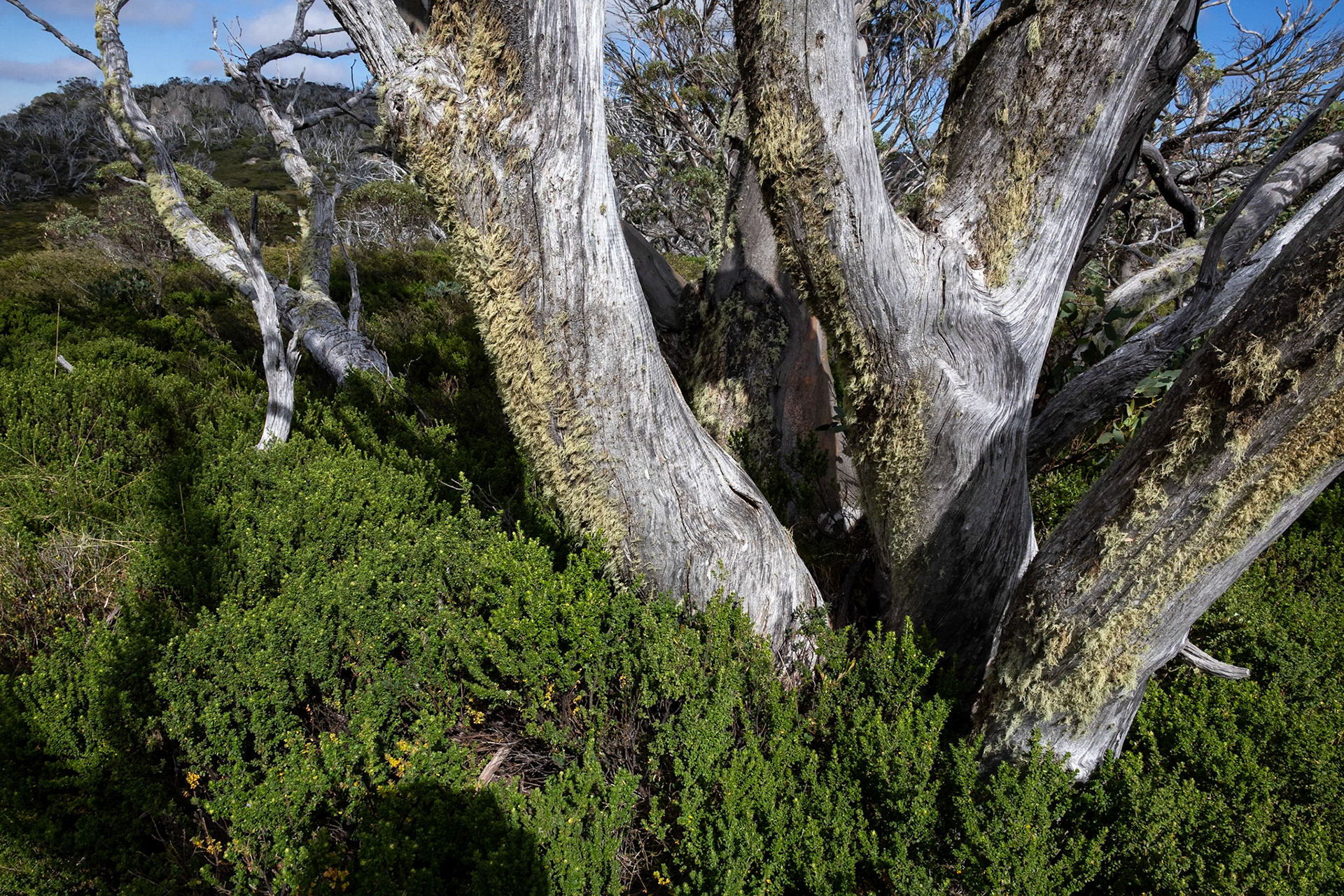 Perisher Valley to Bullock's Flat, Snowies Hiking Trail, Snowy Mountains, New South Wales, Australia