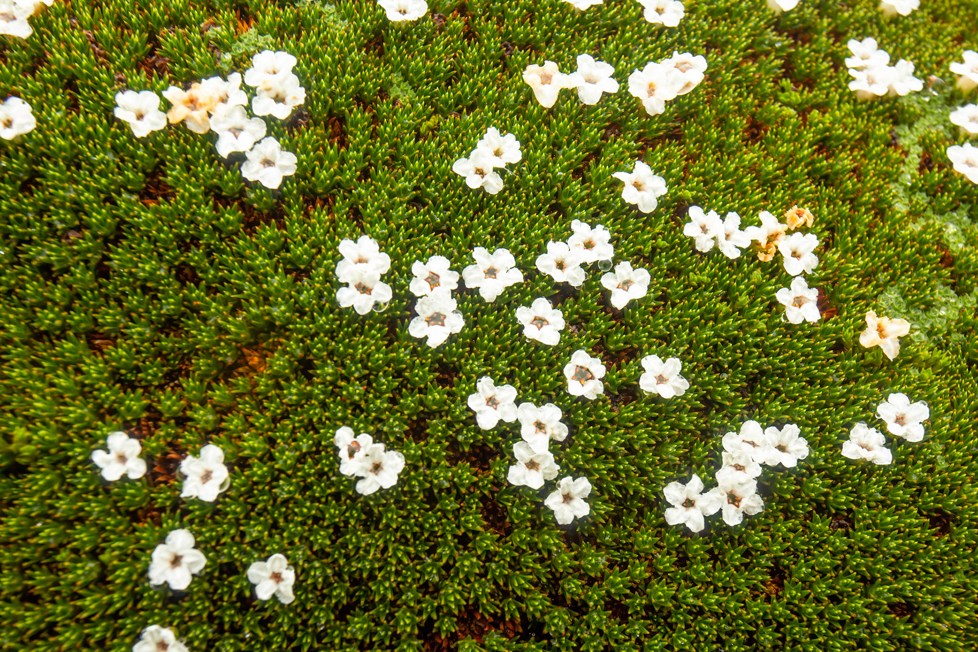 Pelion to Kia Ora, The Overland Track, Cradle Mountain- Lake St Clair National Park, Tasmania.