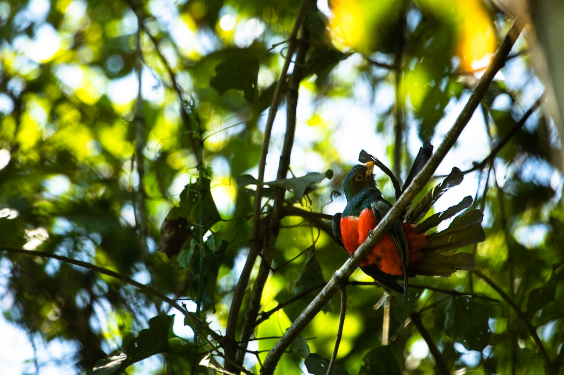 Black-tailed trogon, Amazonia Lodge, Manu National Park,  Peru