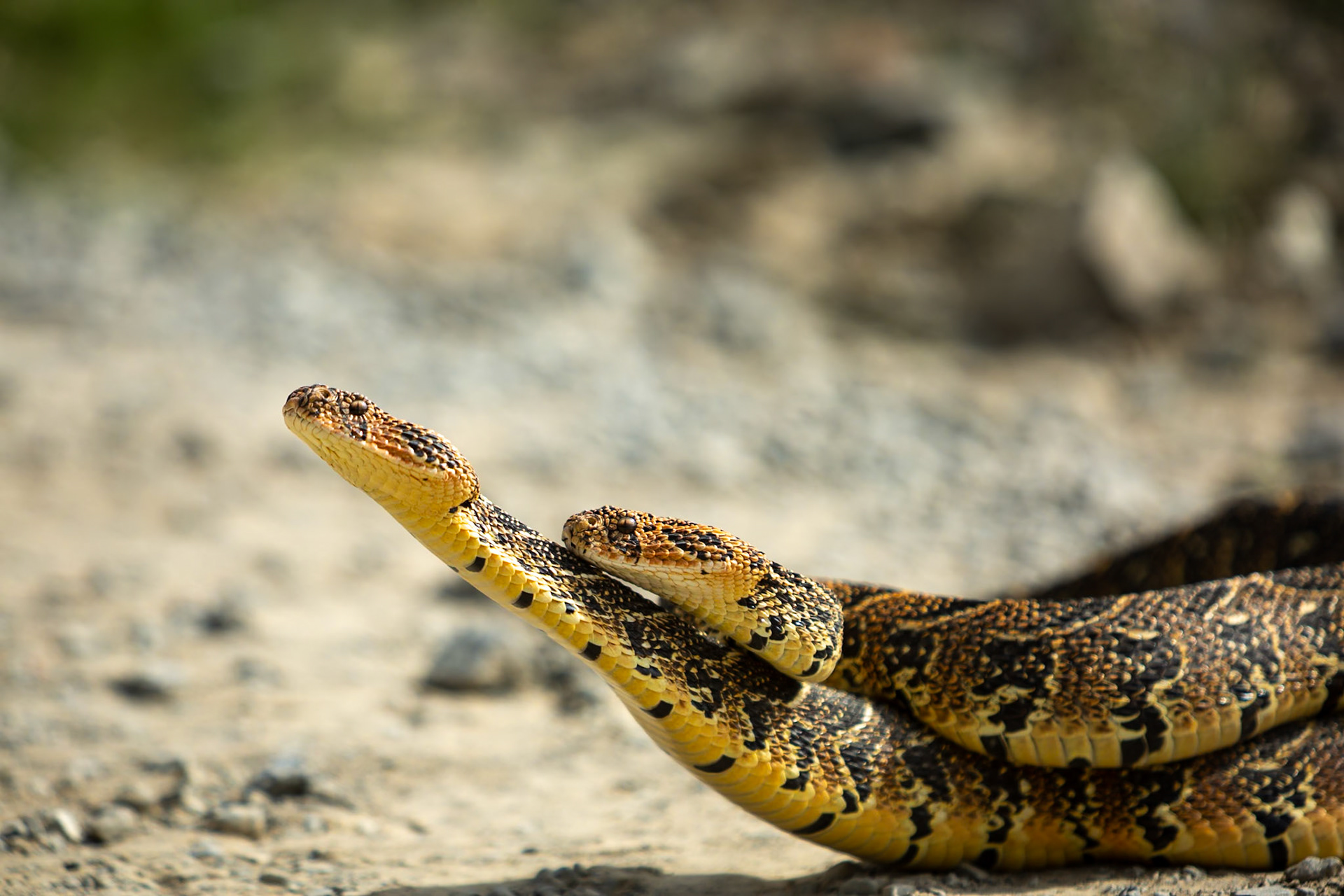 Two male puff adders fighting for mating rights (a test of strength), Koppie Alleen, De Hoop