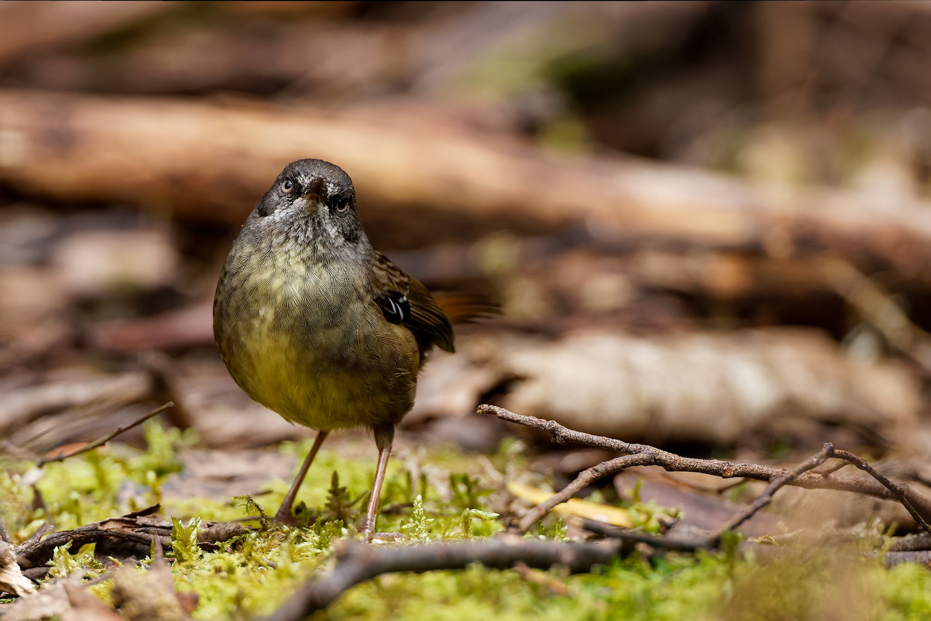 Tasmanian scrubwren, Mount Wellington, Hobart, Tasmania, Australia