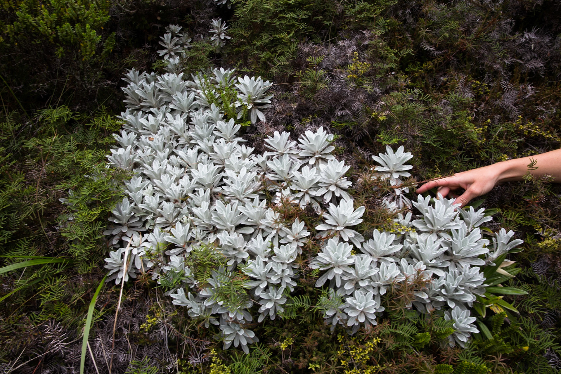 Silica rapids, Tongariro, New Zealand