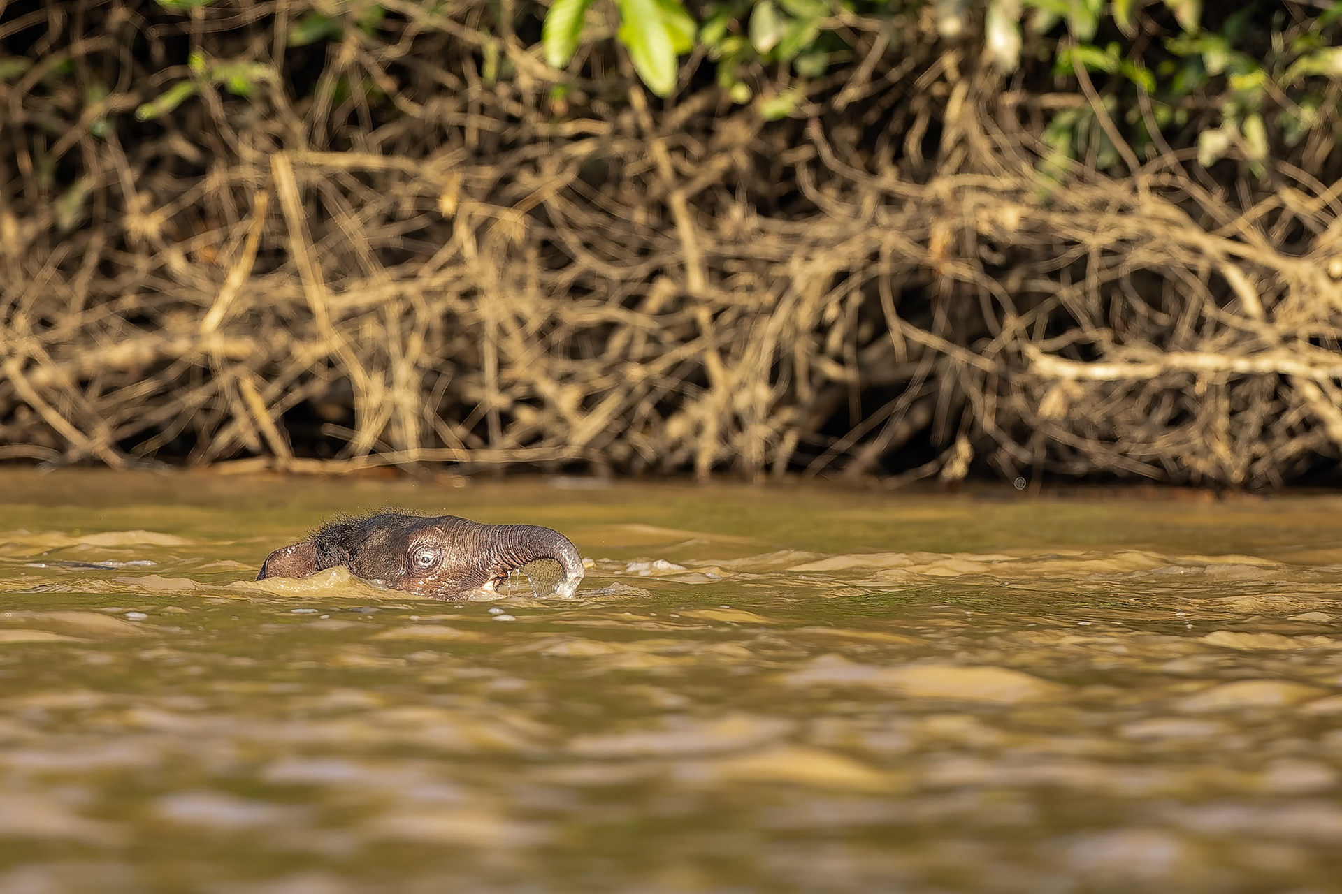 Borneo pygmy elephant, Sukau, Borneo