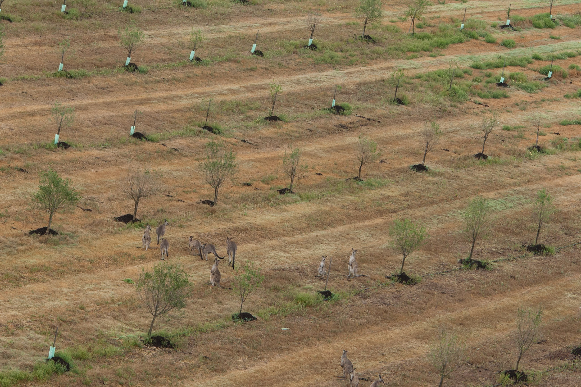 Hot air balloon ride in the Hunter Valley, New South Wales.