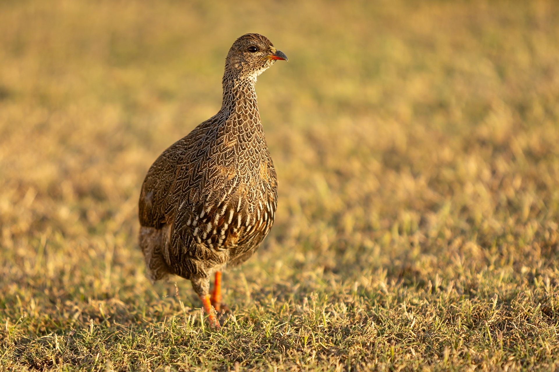 Cape spurfowl, De Hoop