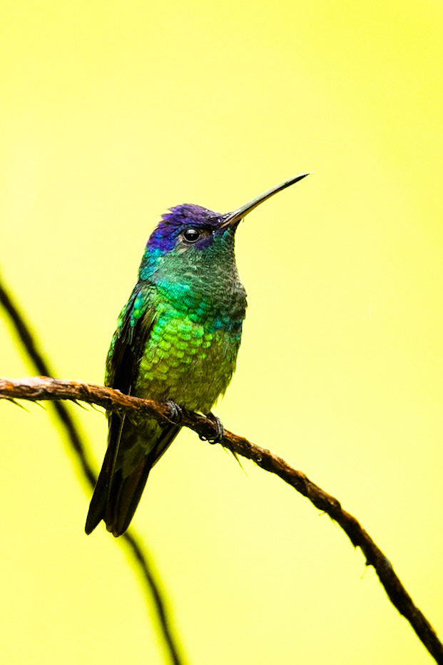 Golden-tailed saphire, Amazonia Lodge, Manu National Park,  Peru