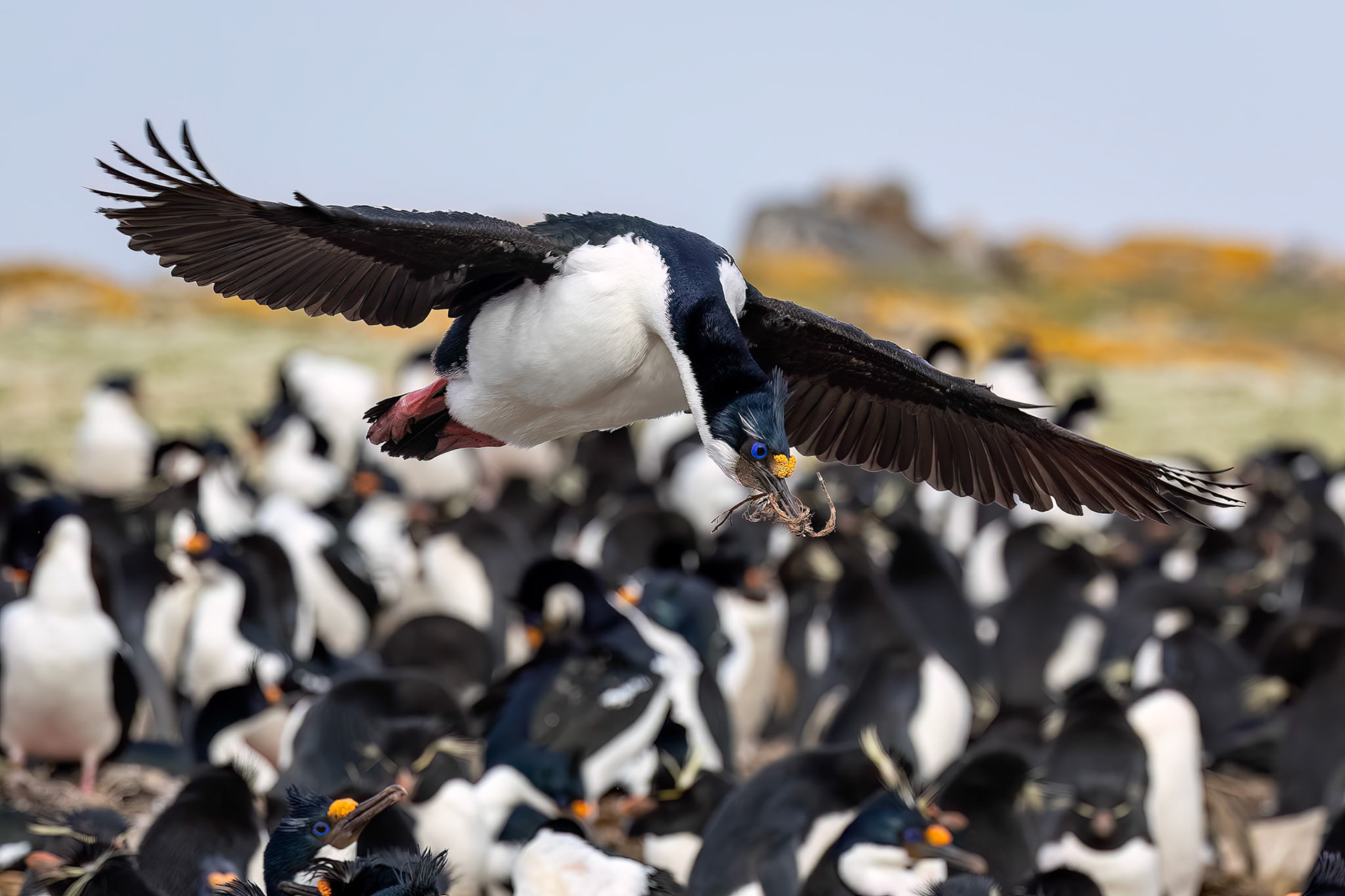Imperial cormorant, Pebble Island, Falkland Islands
