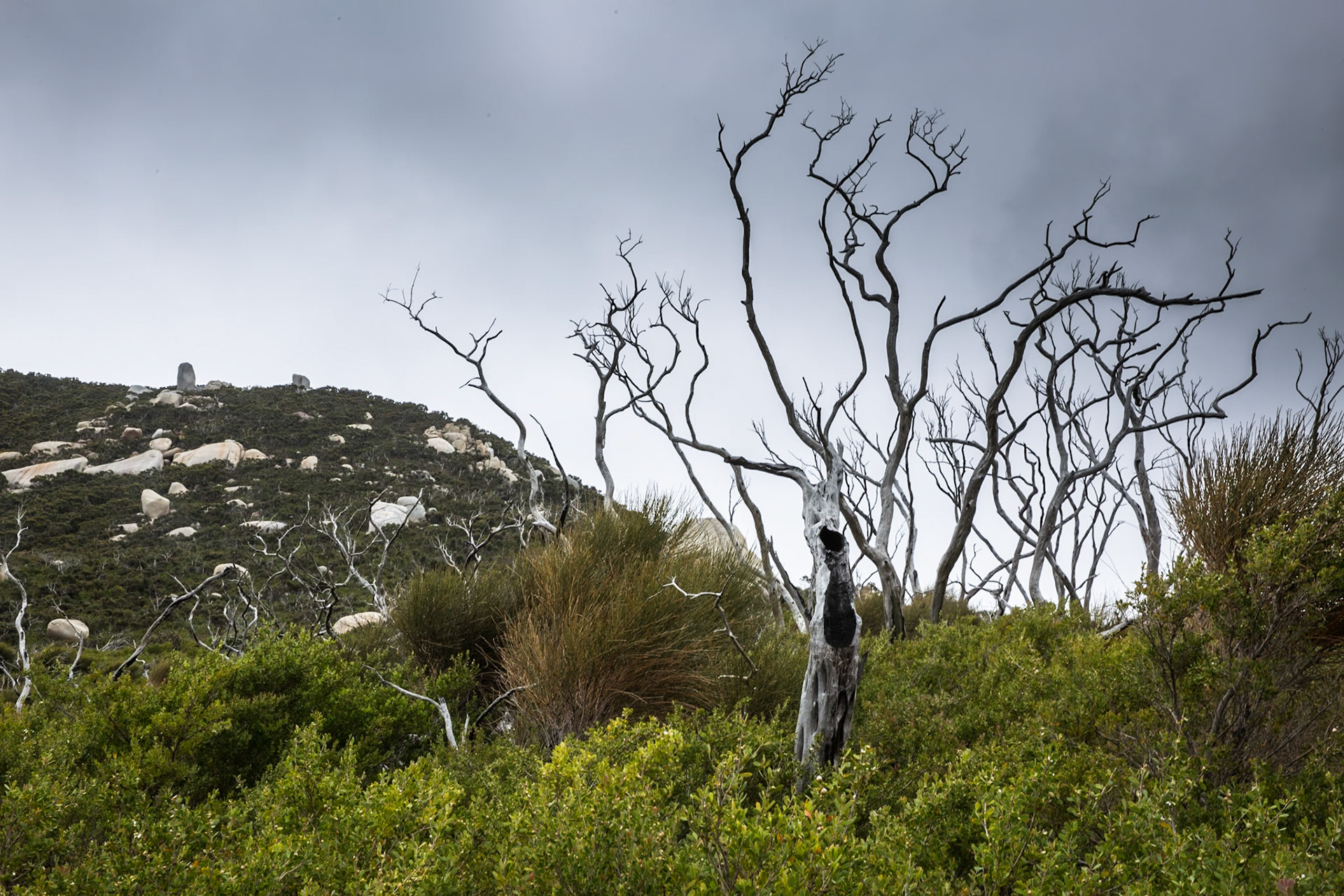 Circuit from Telegraph Saddle via Telegraph Junction to Oberon Bay (lunch), then Little Oberon Bay, Norman Point  and Norman Beach to Tidal River.