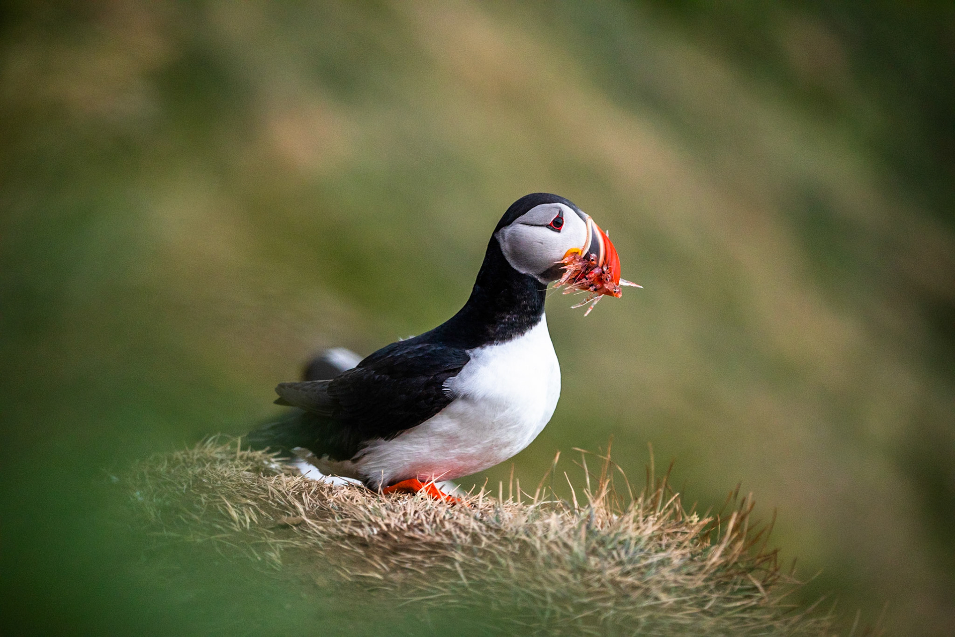 Atlantic puffin, Grímsey Island, Iceland