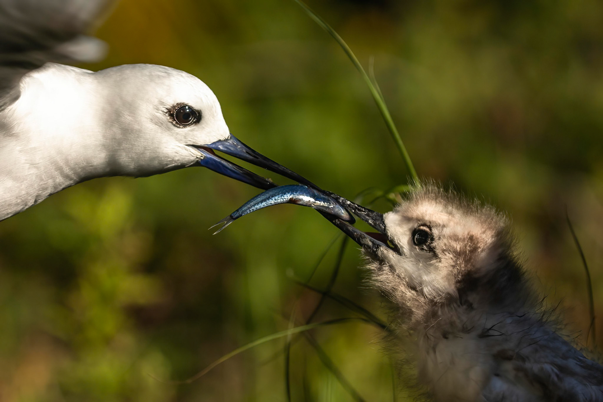 White tern, Lord Howe Island, New South Wales, Australia