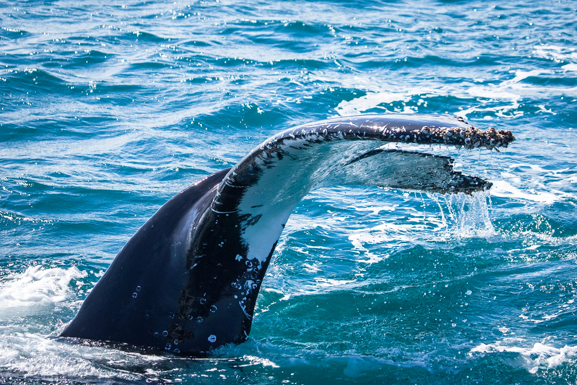 Humpback whale fluke, Hervey Bay near Fraser Island, Queensland