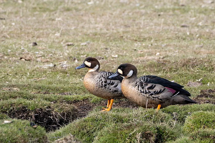 Spectacled duck, Punta Arenas, Patagonia, Chilé