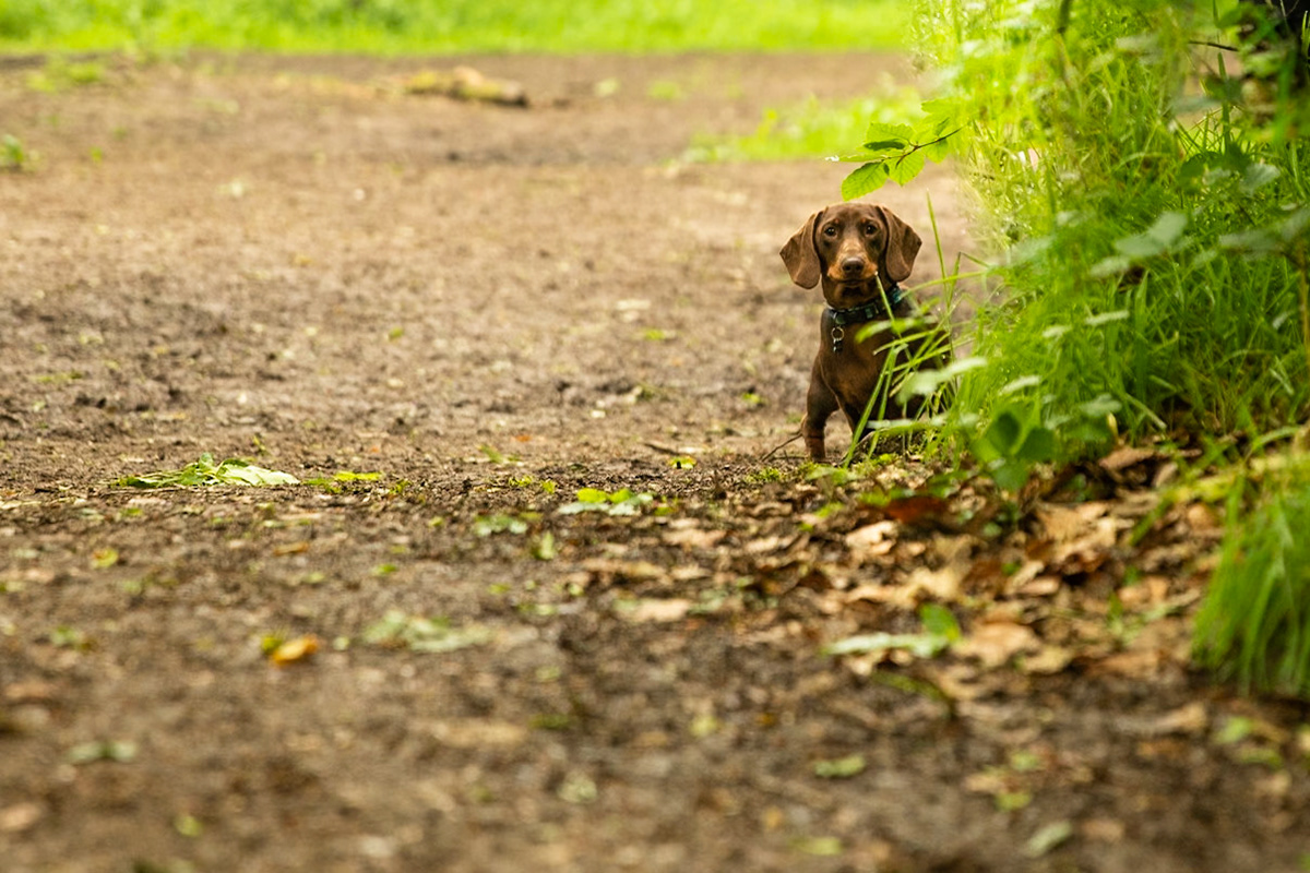 Ashridge Estate, National Trust Forest, Ringshall, England, United Kingdom