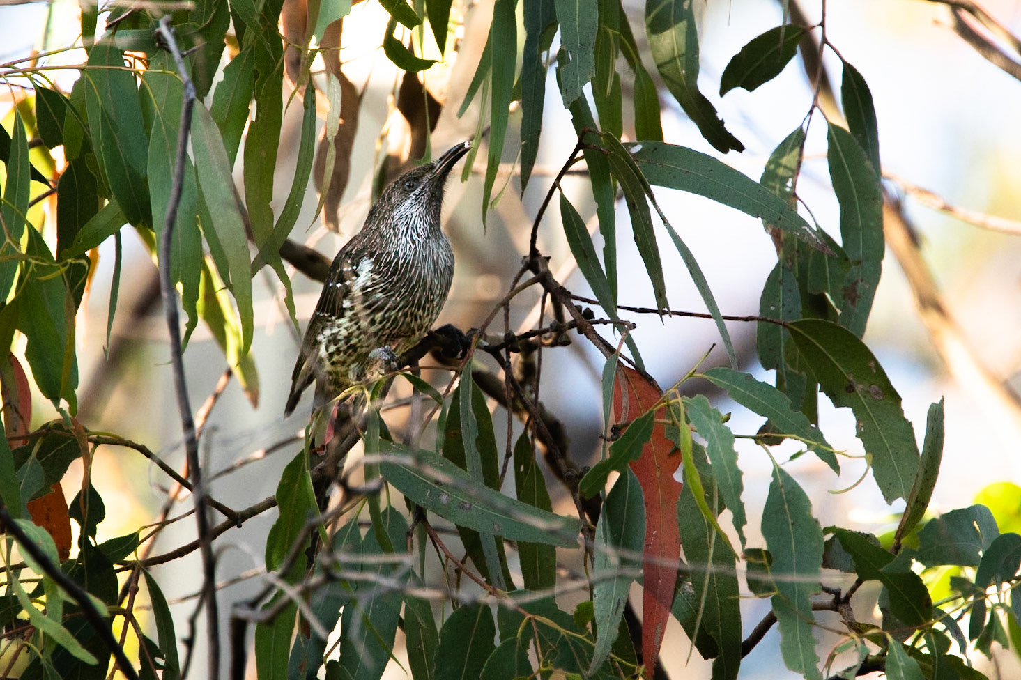 Little wattlebird, Peter Murrell Reserve, Hobart, Tasmania