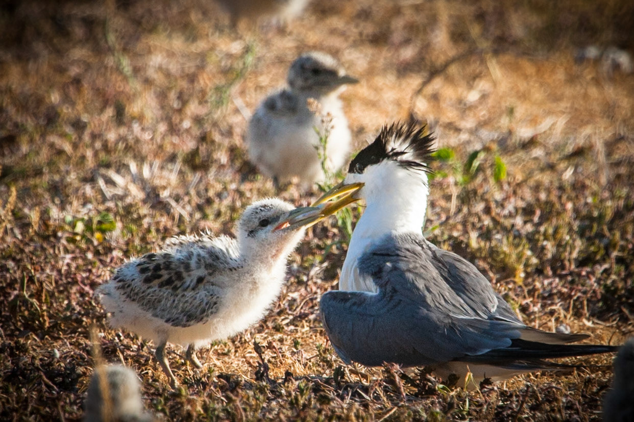 Crested tern feeding chick, Lady Elliot Island, Queensland, Australia