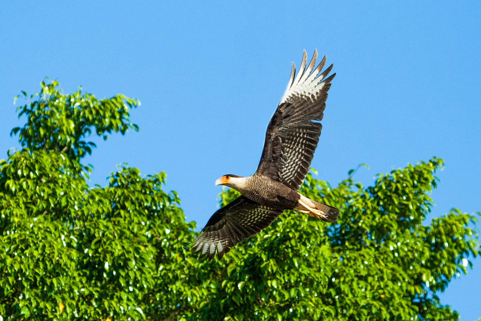 Southern crested caracara, Mato Grosso, Pantanal, Brazil