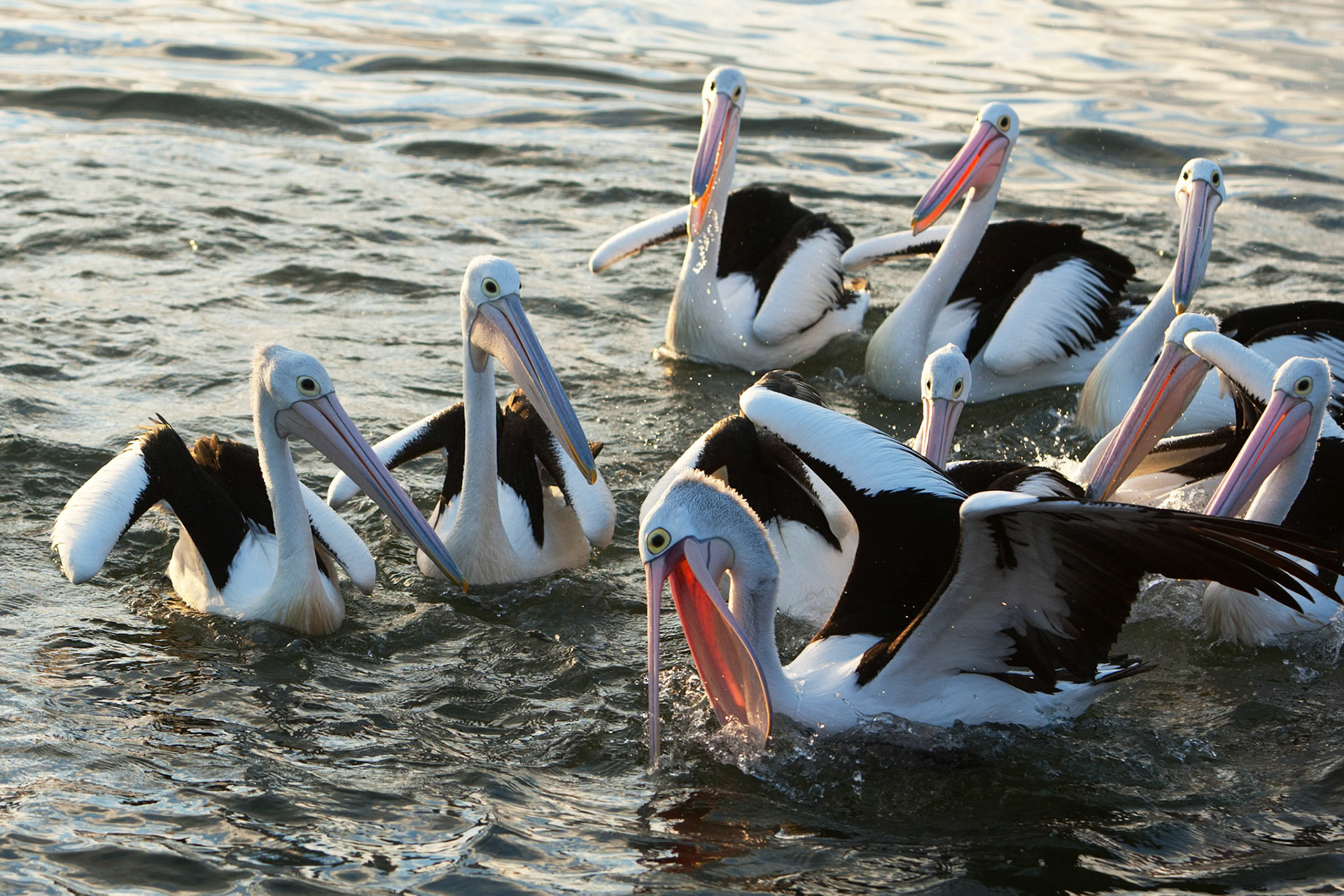 Australian pelicans congegated near a fisherman who had gutted his fish and discarded the leftovers