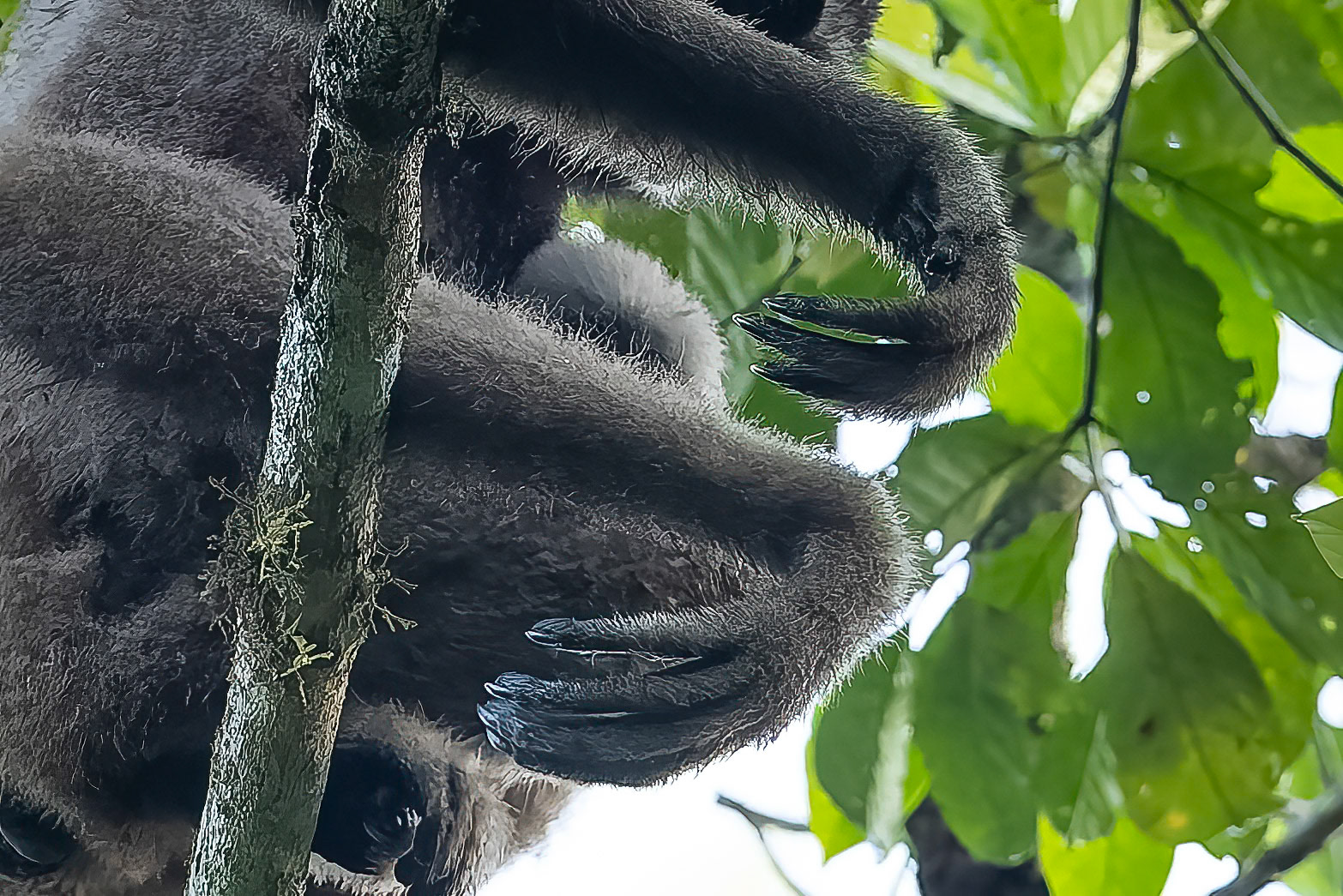 Bornean gibbon, Tabin, Borneo