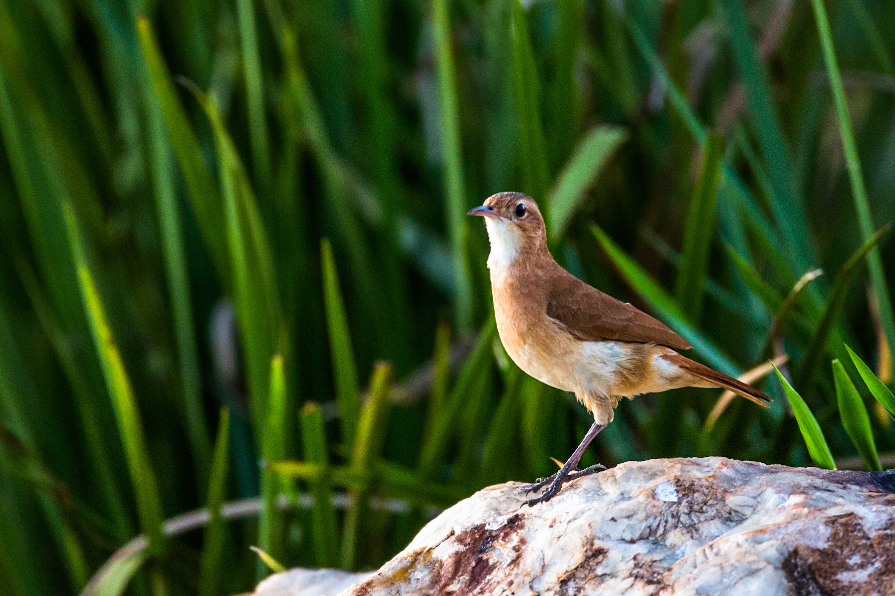 Rufous hornero, Pousada Piuval, Pantanal, Brazil