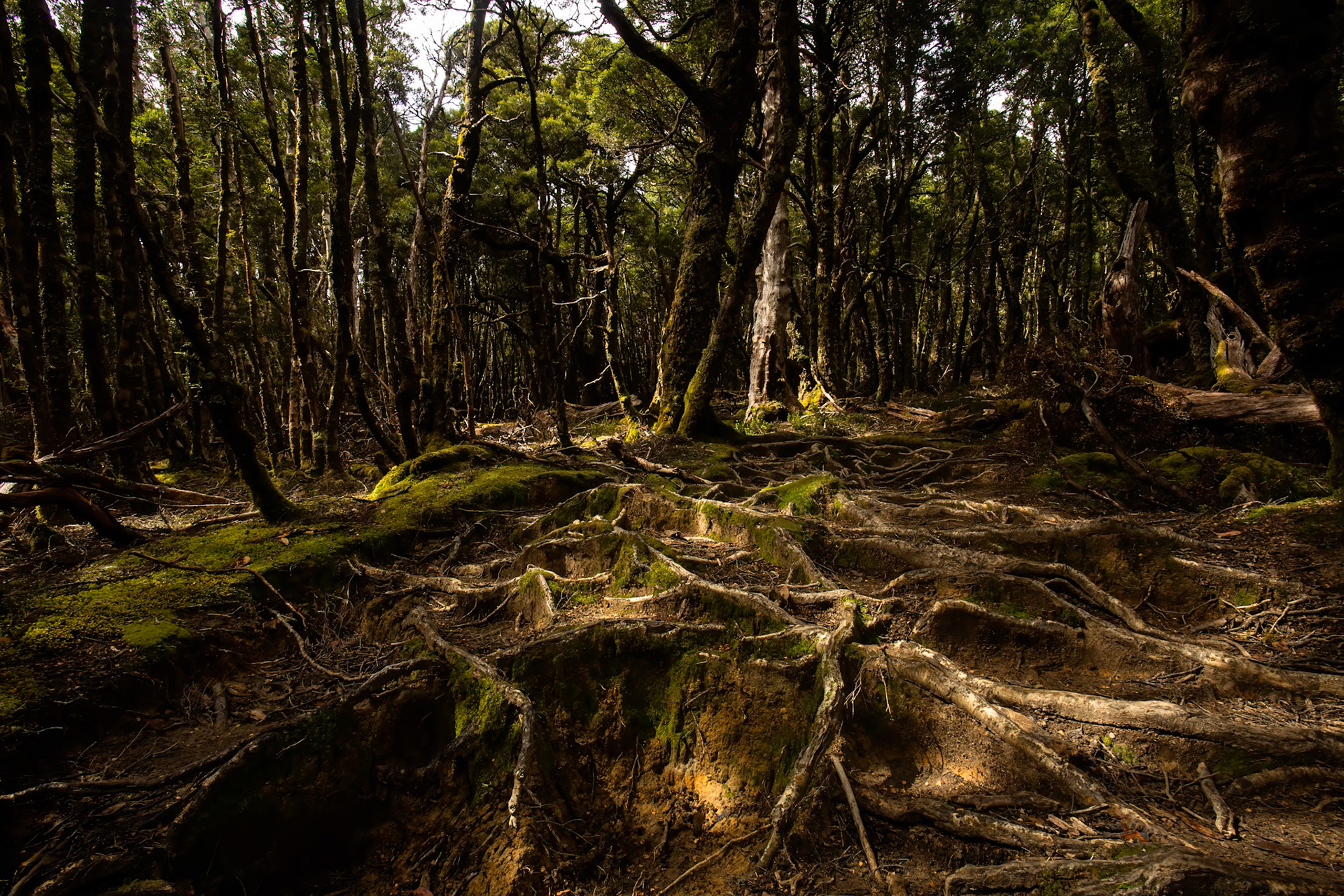Pelion to Kia Ora, The Overland Track, Cradle Mountain- Lake St Clair National Park, Tasmania.