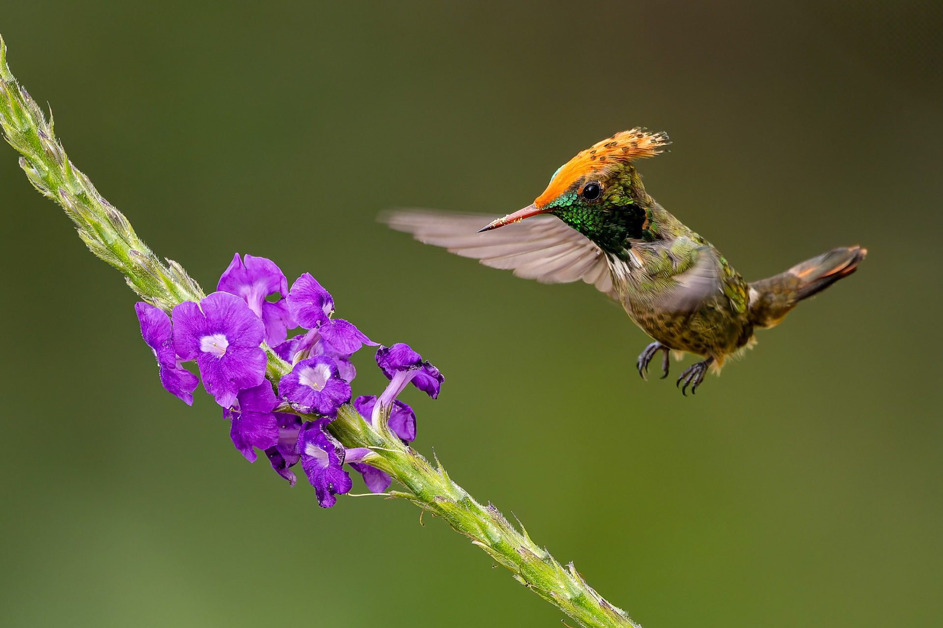 Spangled coquette, Copalinga Ecolodge, Copalinga, Ecuador