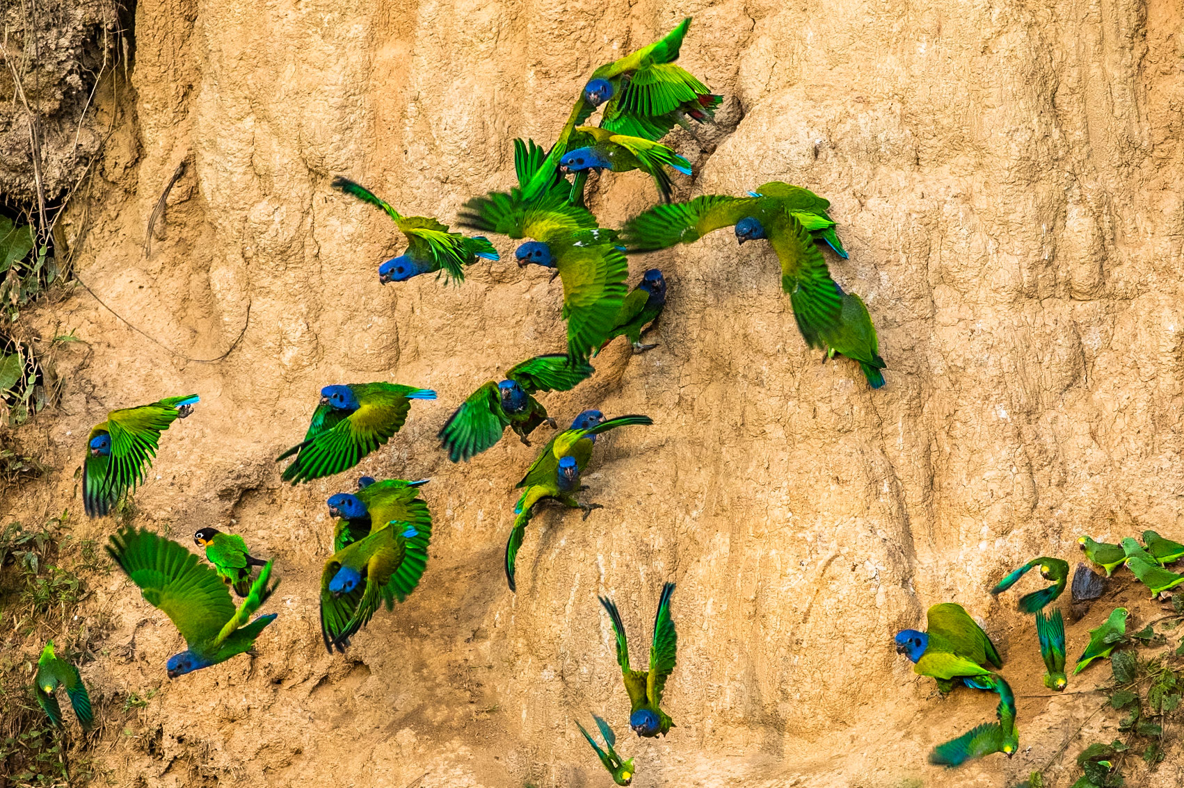 Blue-headed and orange-cheeked parrot and Tui parakeet, Tambo Blanquillo, Manu National Park,  Peru