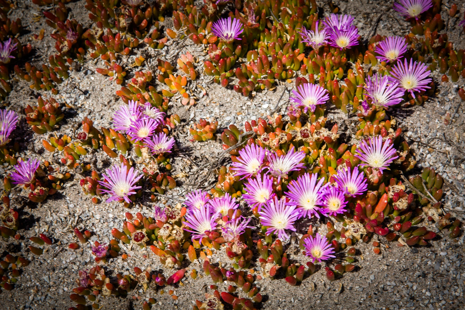Tuesday am - Darby Saddle via Sparkes Lookout and Lookout Rocks to Tongue Point; and then on to Darby River for lunch.Tuesday pm - Lilly Pilly Gully carpark up to Tidal Overlook and on to Pillar Point then via Squeaky Beach and Picnic Beach to Picnic Beach carpark.