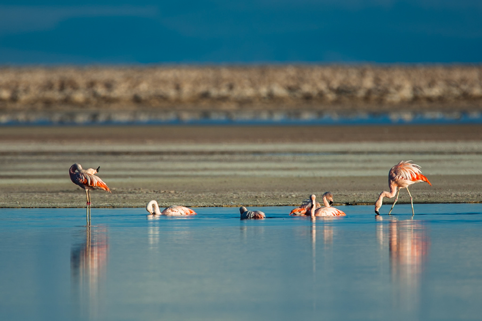 Chilean flamingos, Salar de Atacama, Chaxa lagoon, Atacama, Chile