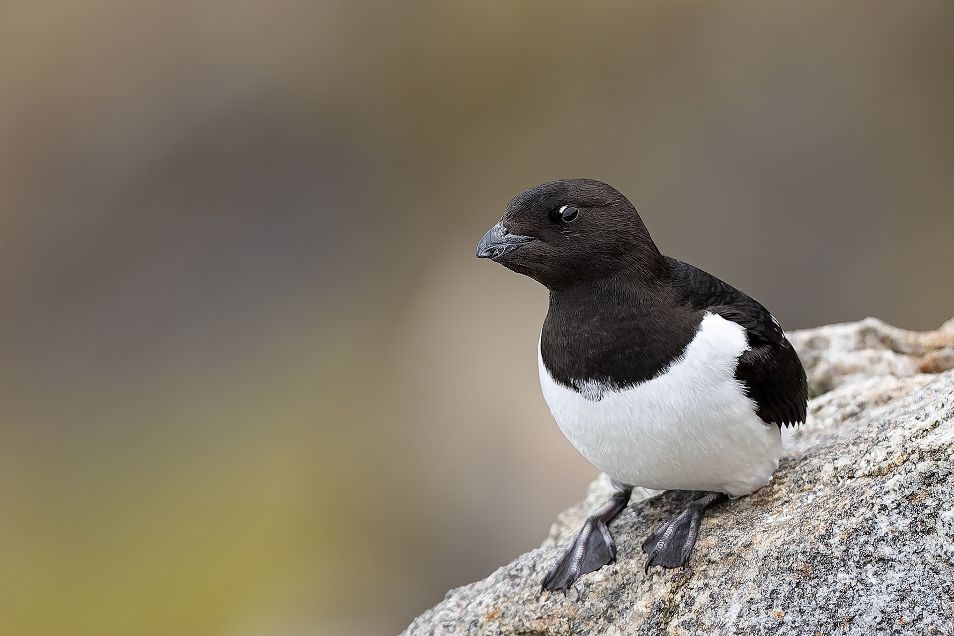 Little auk, Ytre Norkoya, Svalbard, Norway